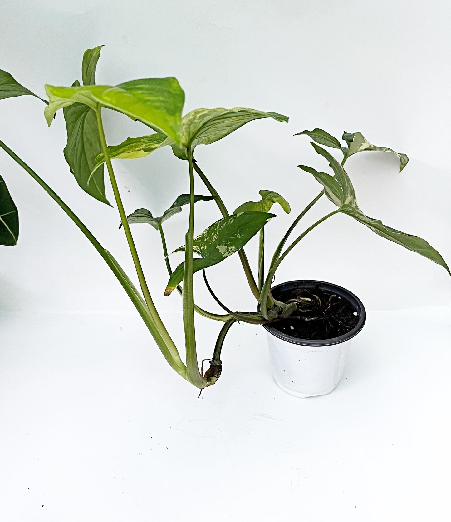 Syngonium Aurea | 4” pot | Exact Plant