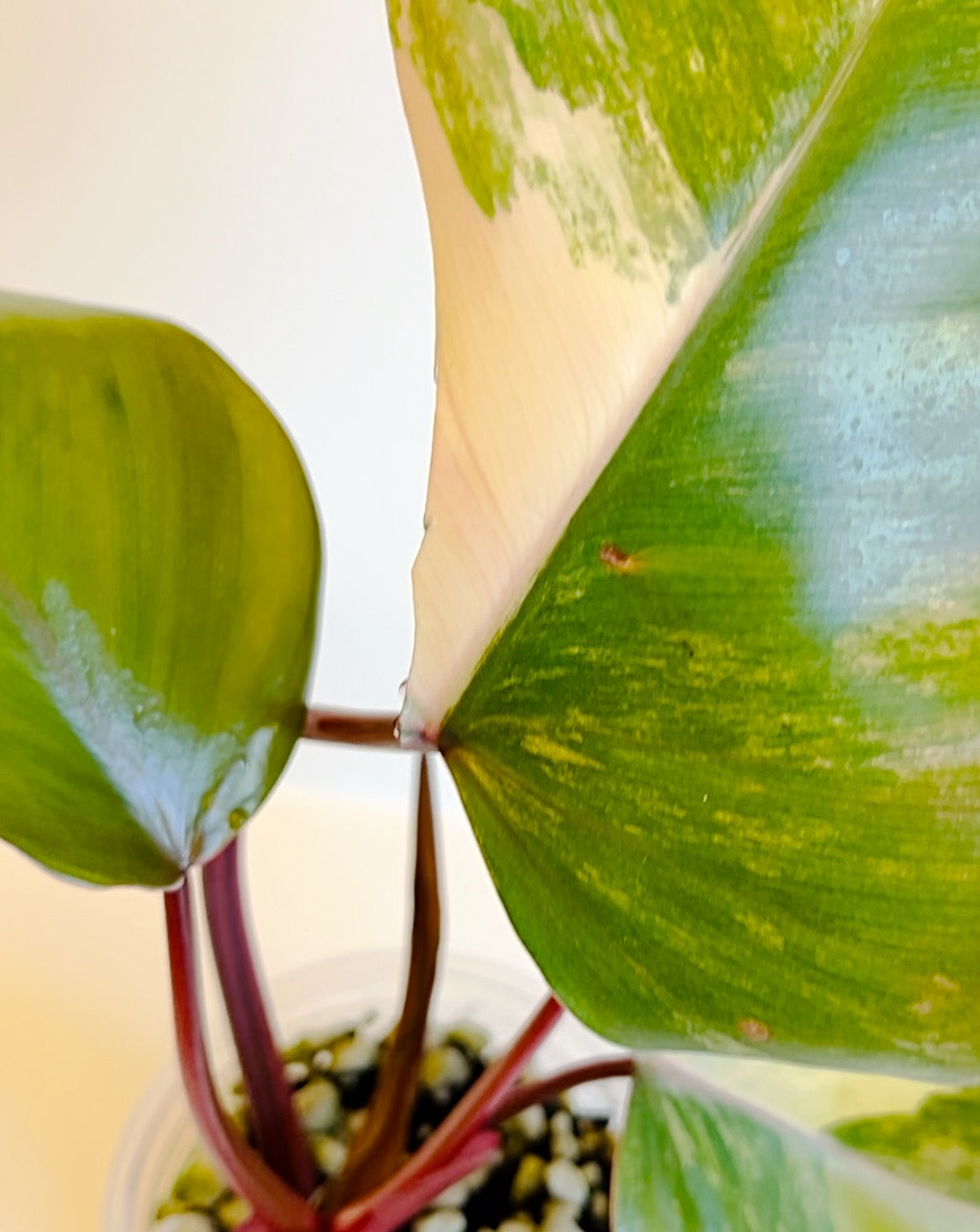 Strawberry Shake Philodendron | Exact Plant