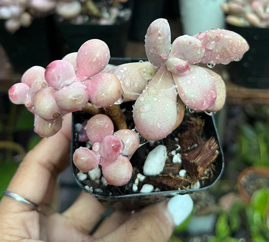 ** Pink Moonstone Succulents