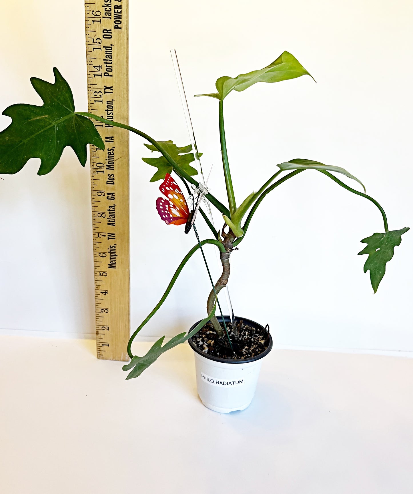 Philodendron Radiatum | Exact Plant