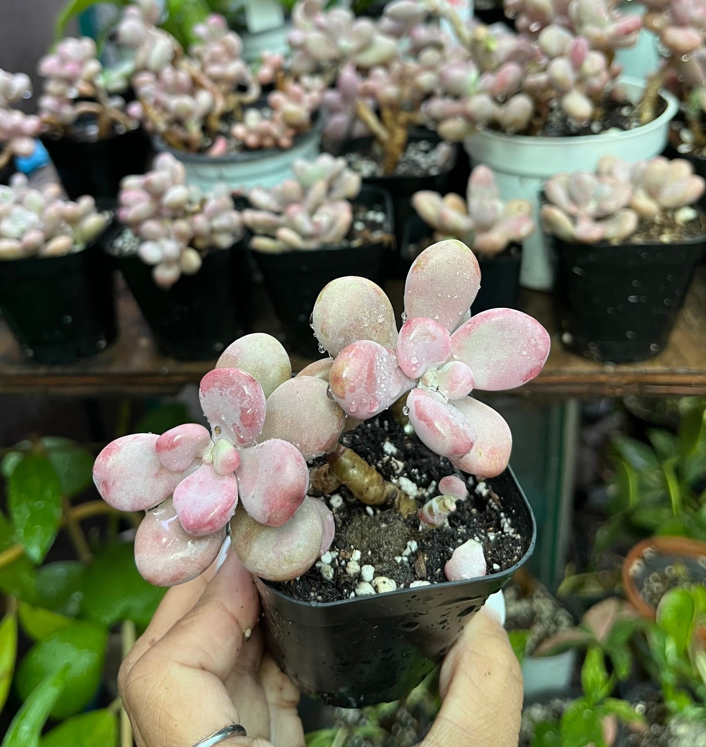 ** Pink Moonstone Succulents