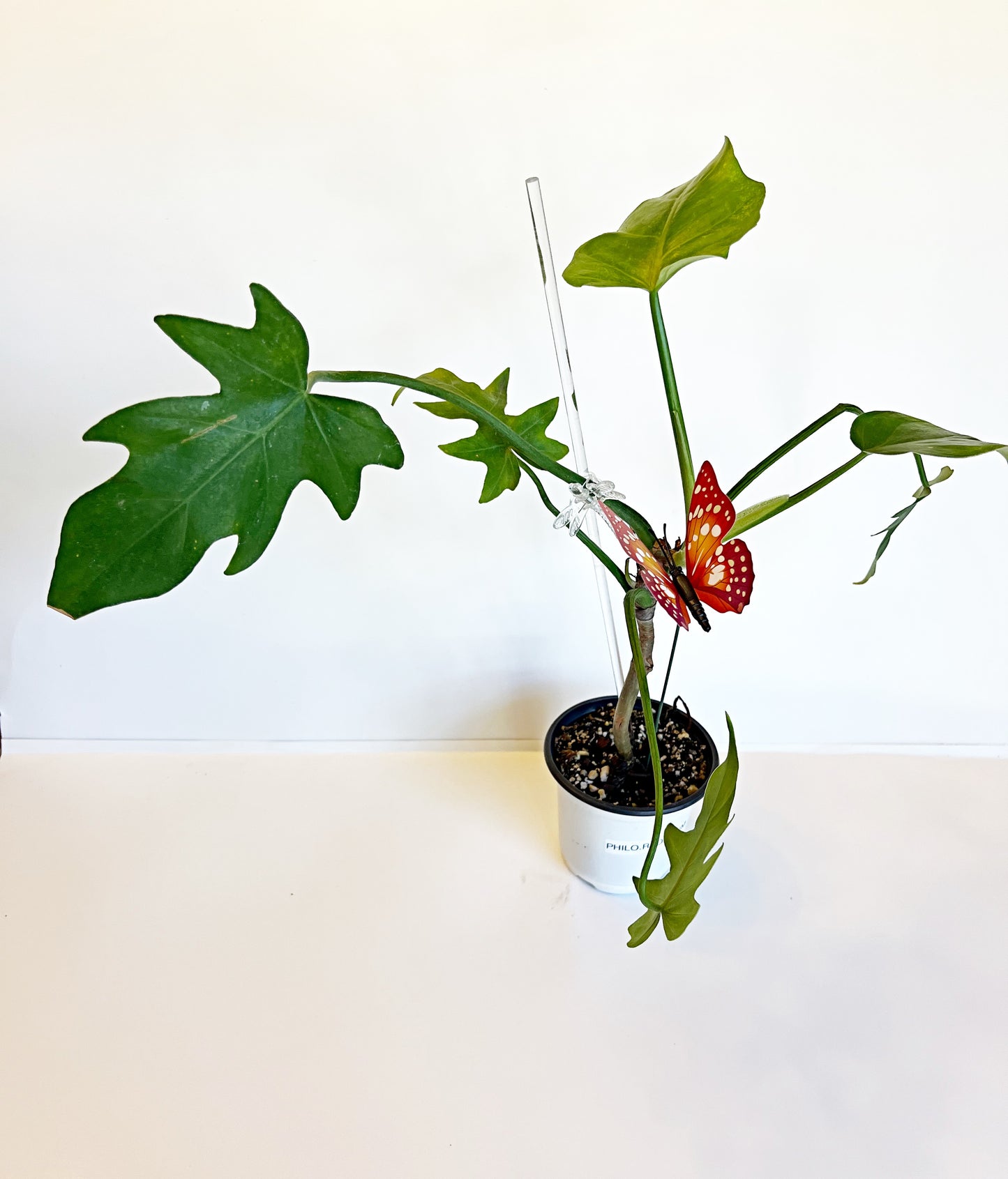 Philodendron Radiatum | Exact Plant