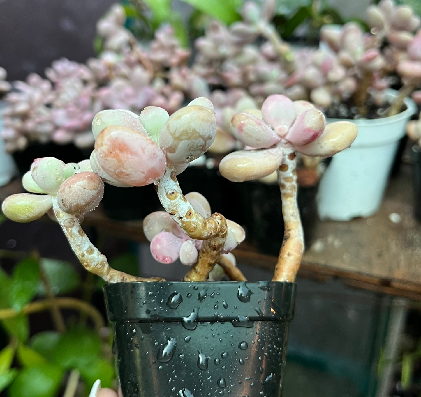 ** Pink Moonstone Succulents