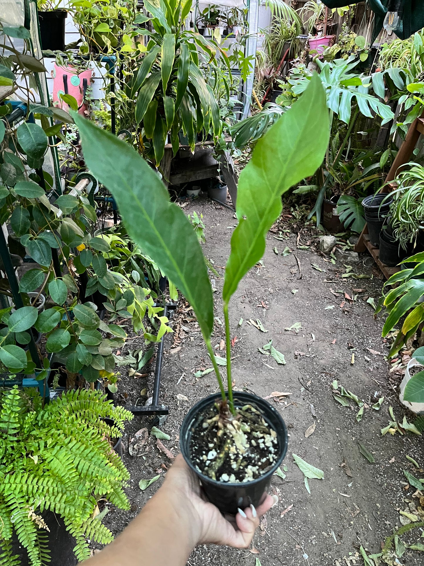 Anthurium Hookerii Low Variegation• 4” pot