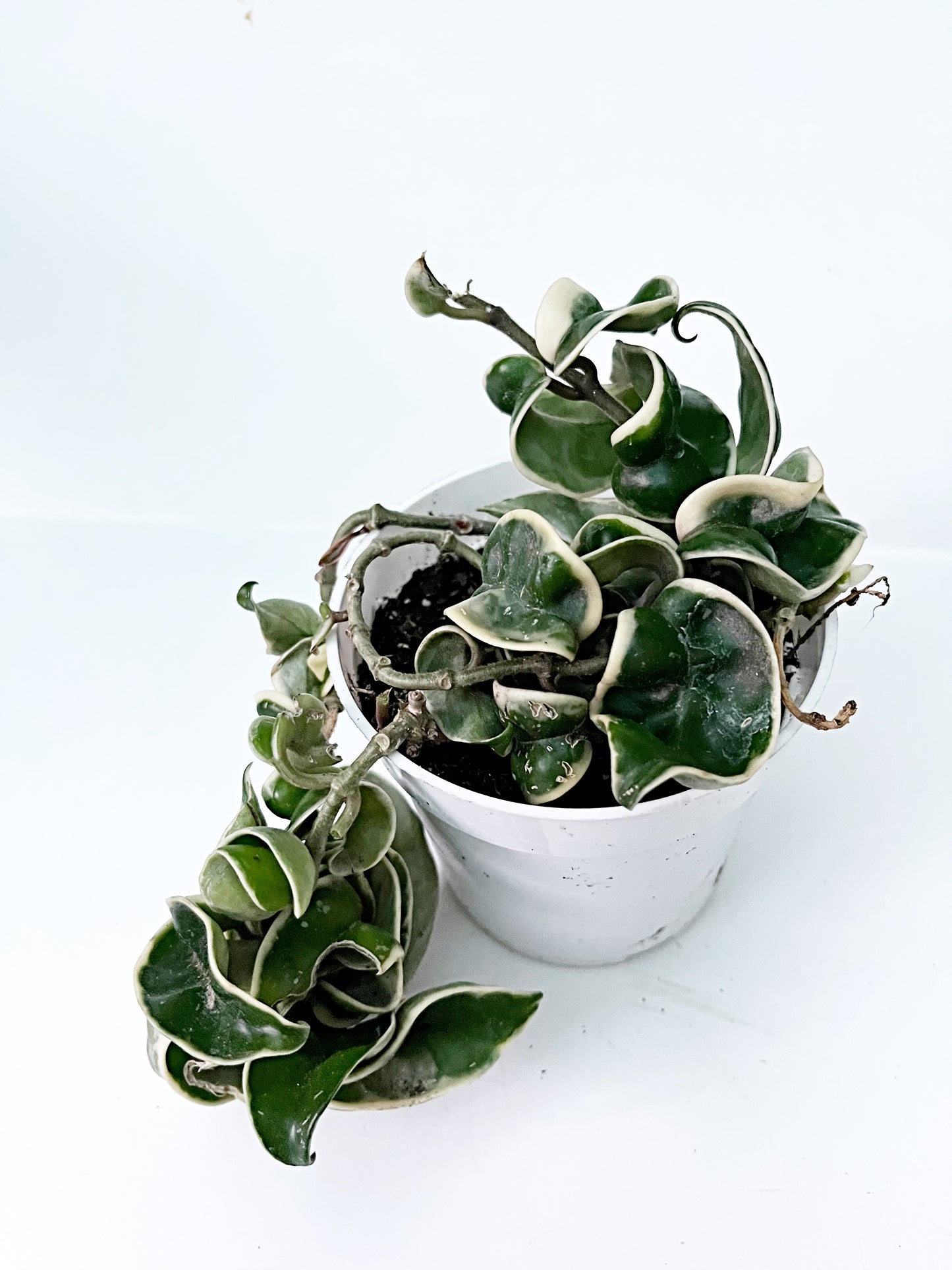 Variegated Hindu Rope Hoya