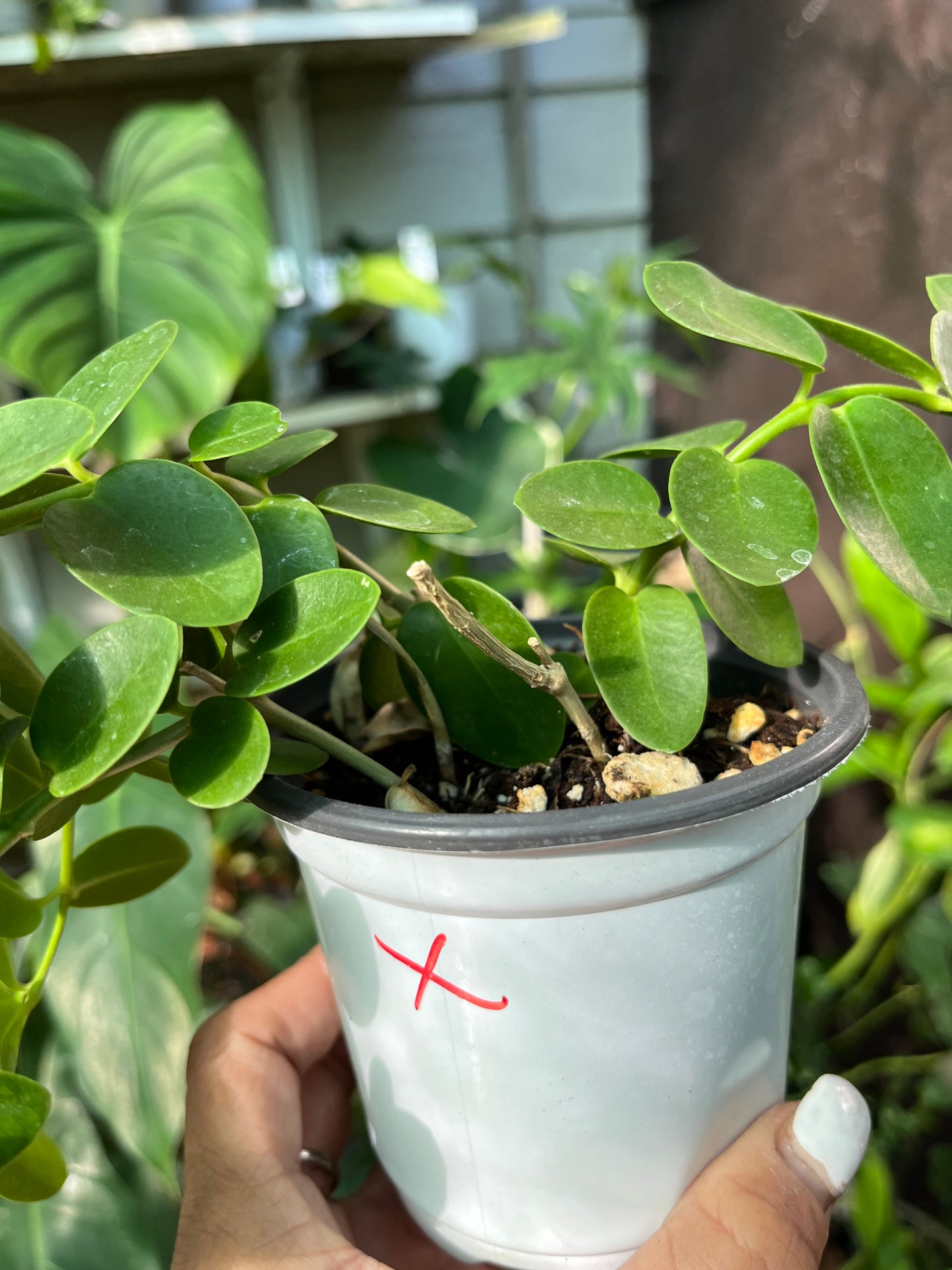 Hoya Cumingiana- 4” pot