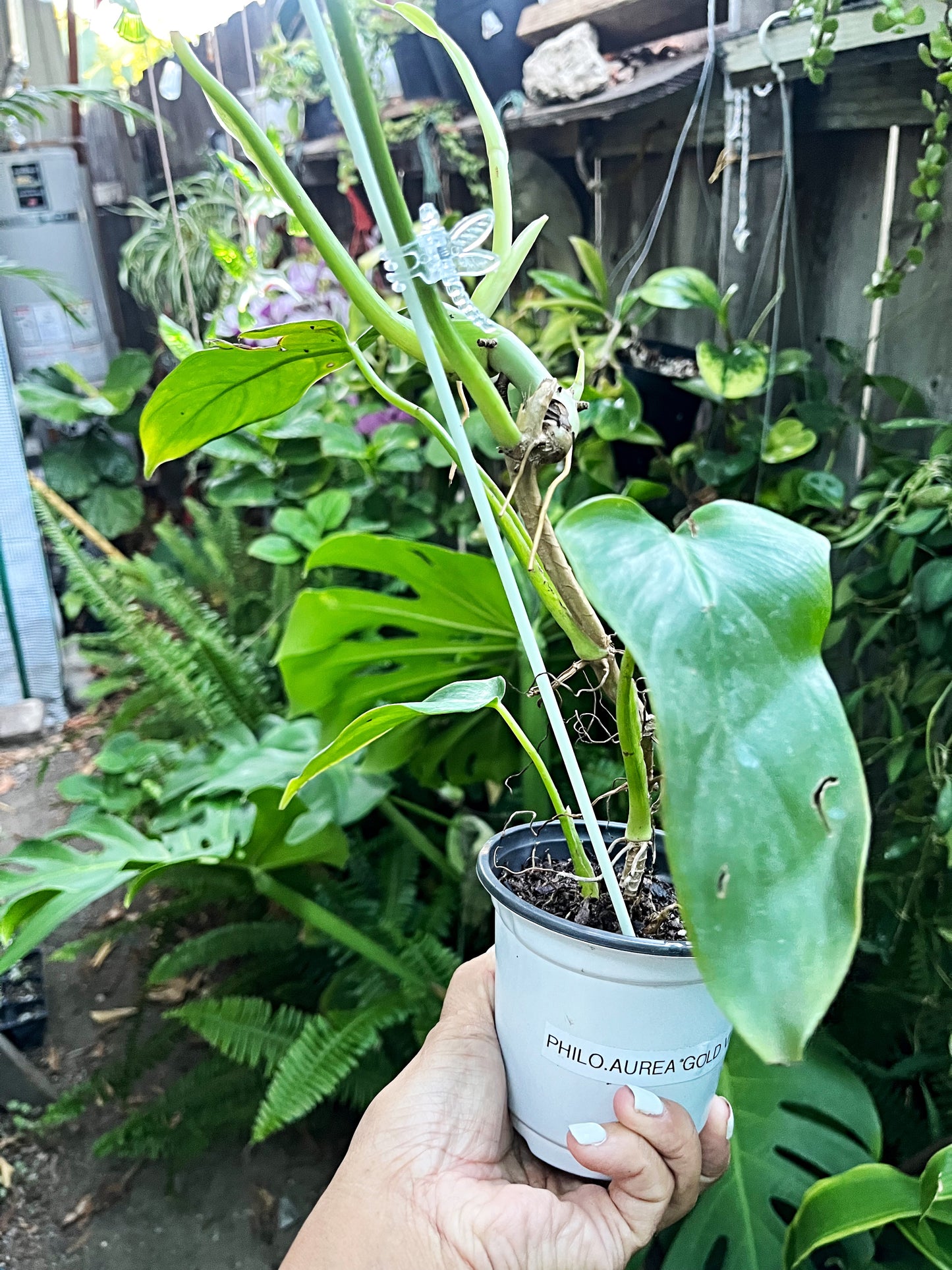 Philodendron Aurea*Cosmetic Damage*| “Golden Dragon” - Cosmetic Damage | Exact Plant