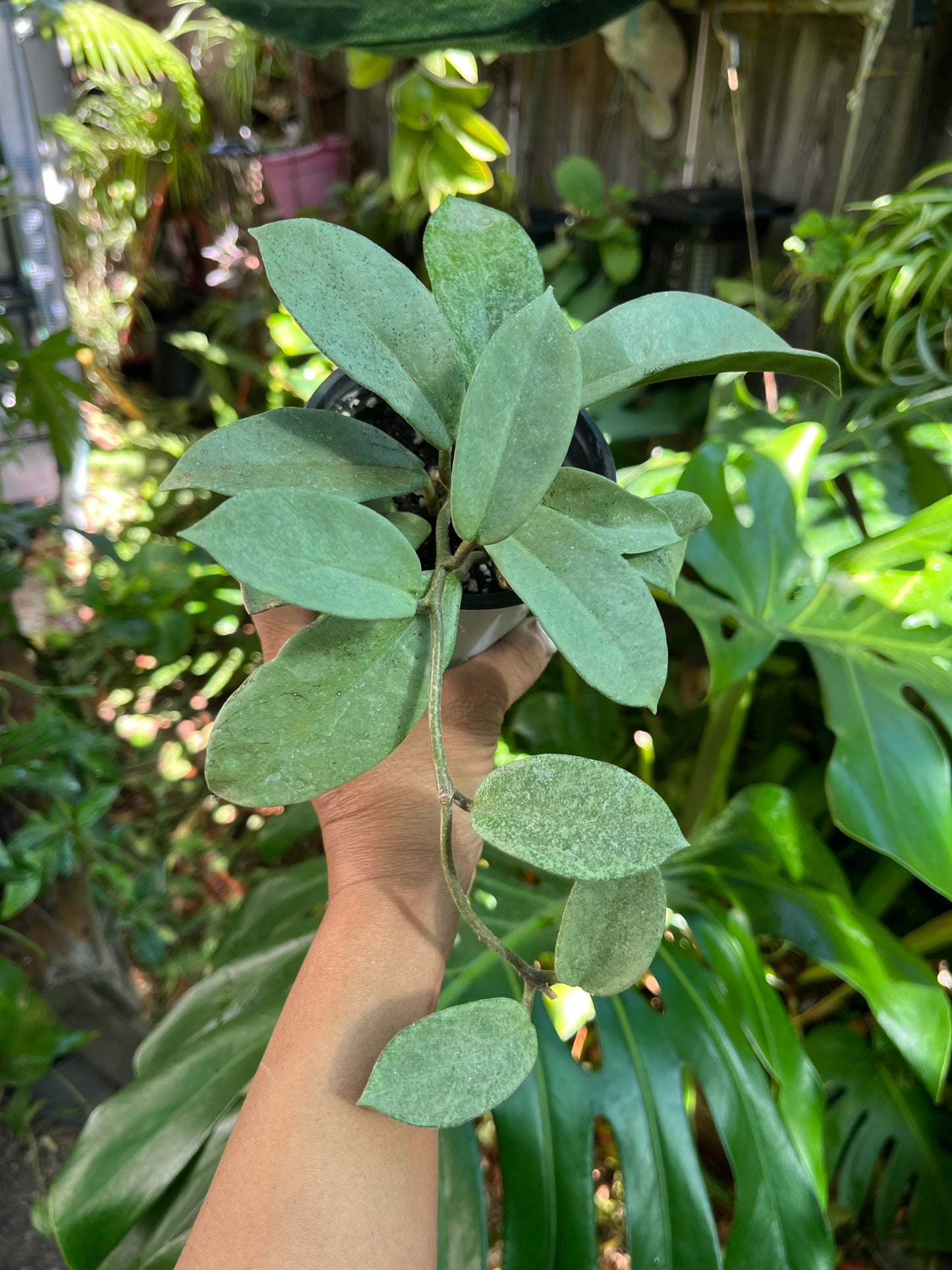 Hoya Nova Ghost | Well Rooted