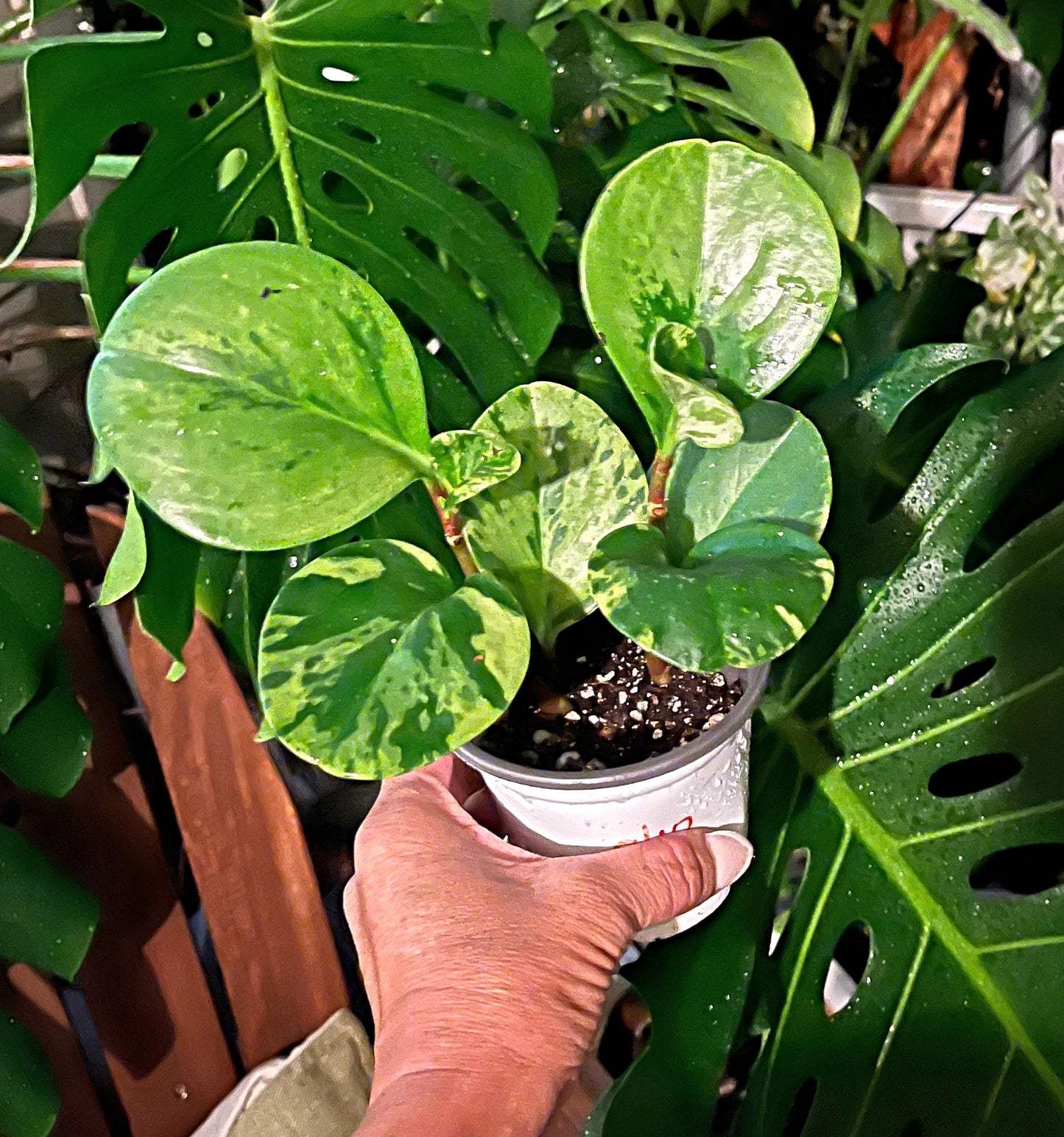 Peperomia Marble - 4” pot