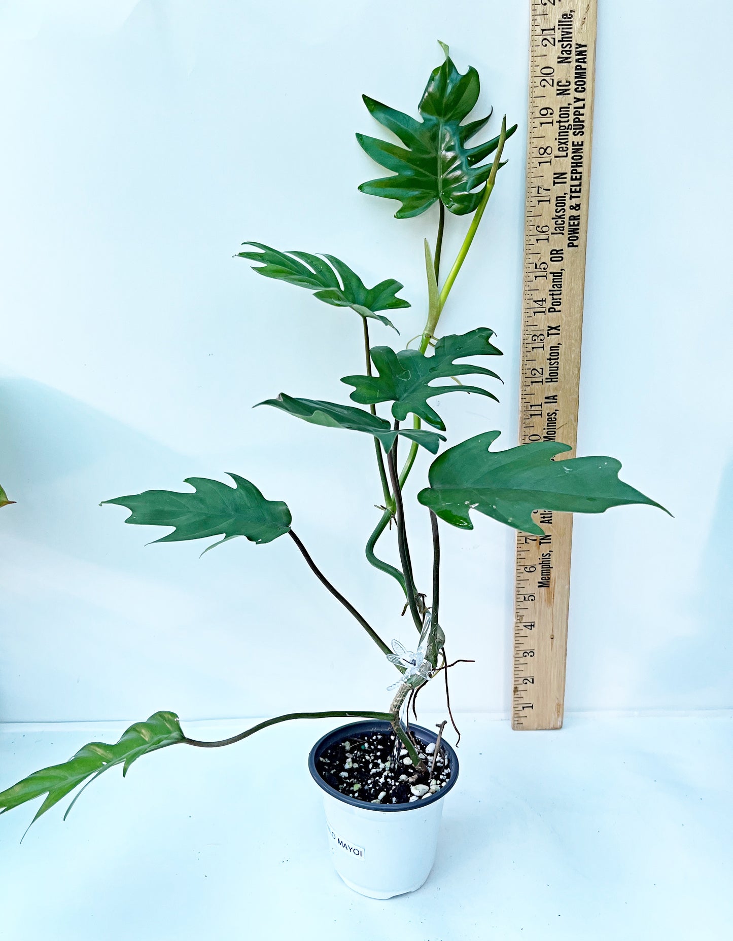 Philodendron Mayoi | 4” Pot| Exact Plant