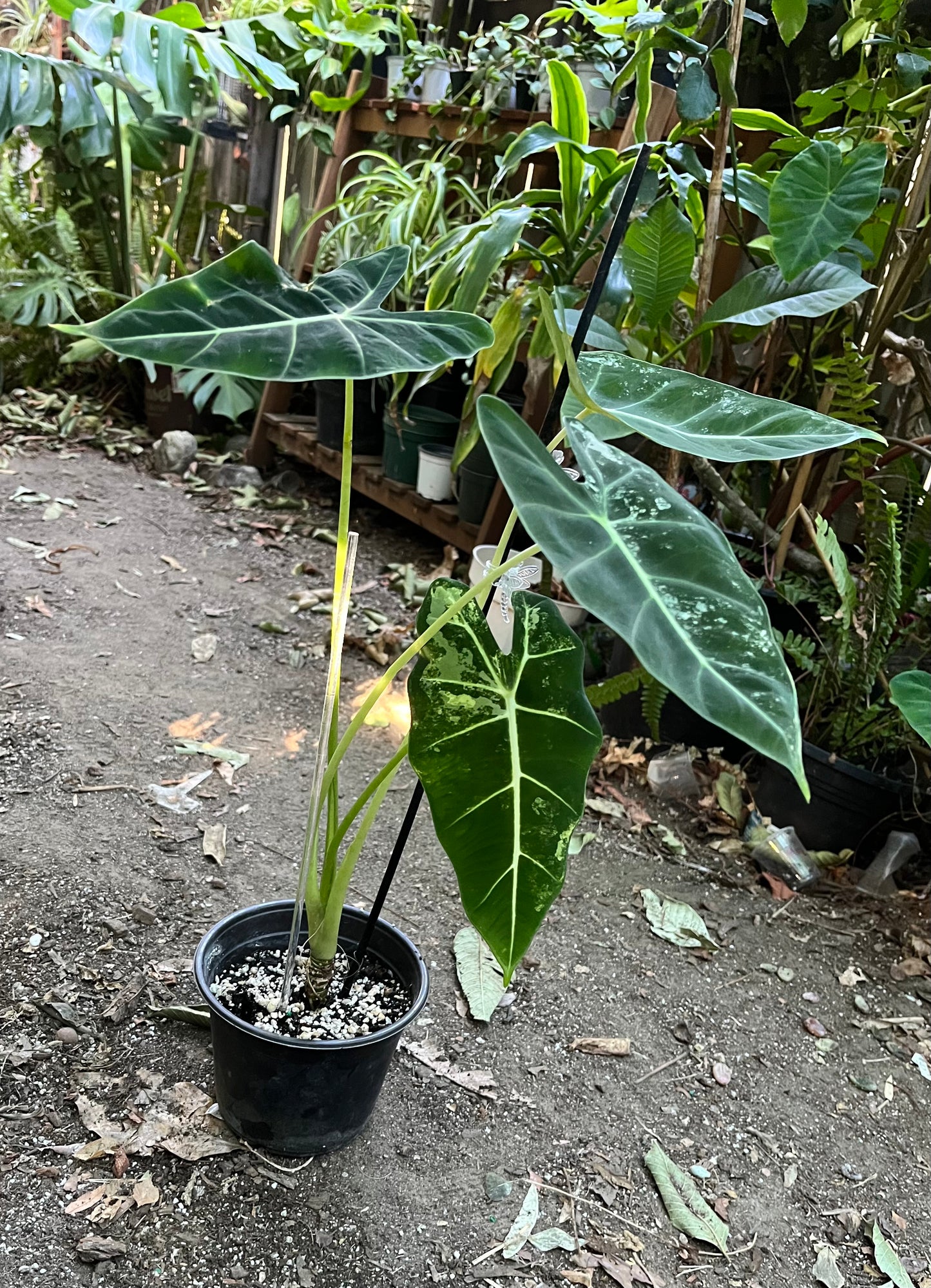 **Alocasia Frydek Variegated | 6” pot | Exact Plant