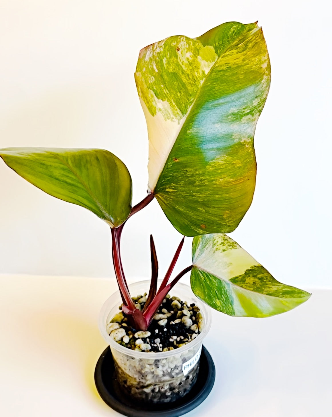 Strawberry Shake Philodendron | Exact Plant