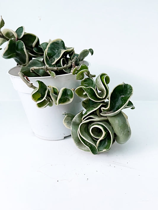 Variegated Hindu Rope Hoya