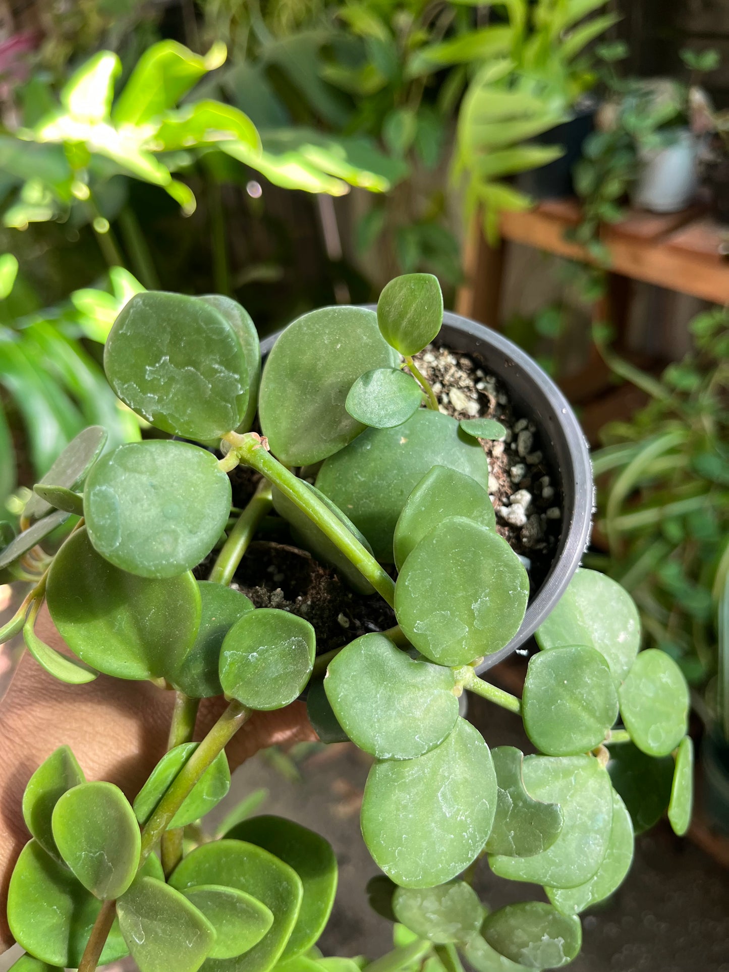 Peperomia Hope Plant- 4” pot