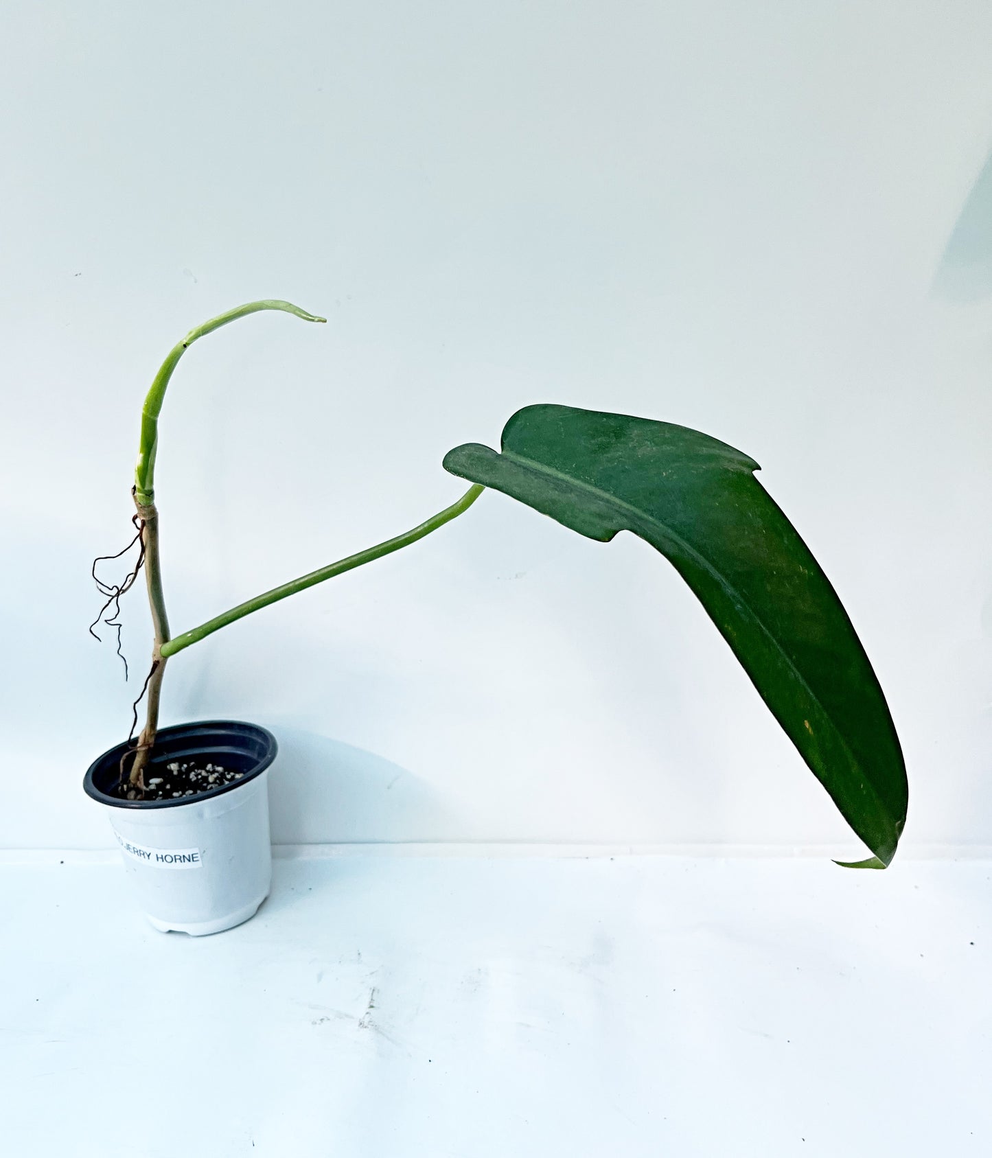 Philodendron Jerry Horne  | 4” Pot| Exact Plant