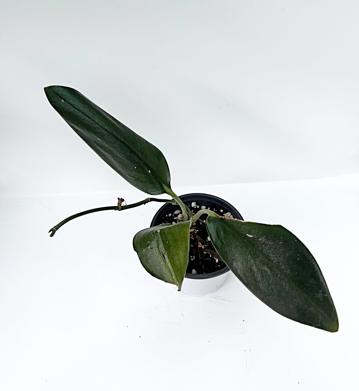 Scindapsus Treubii Dark Form | 4” pot |Exact plant