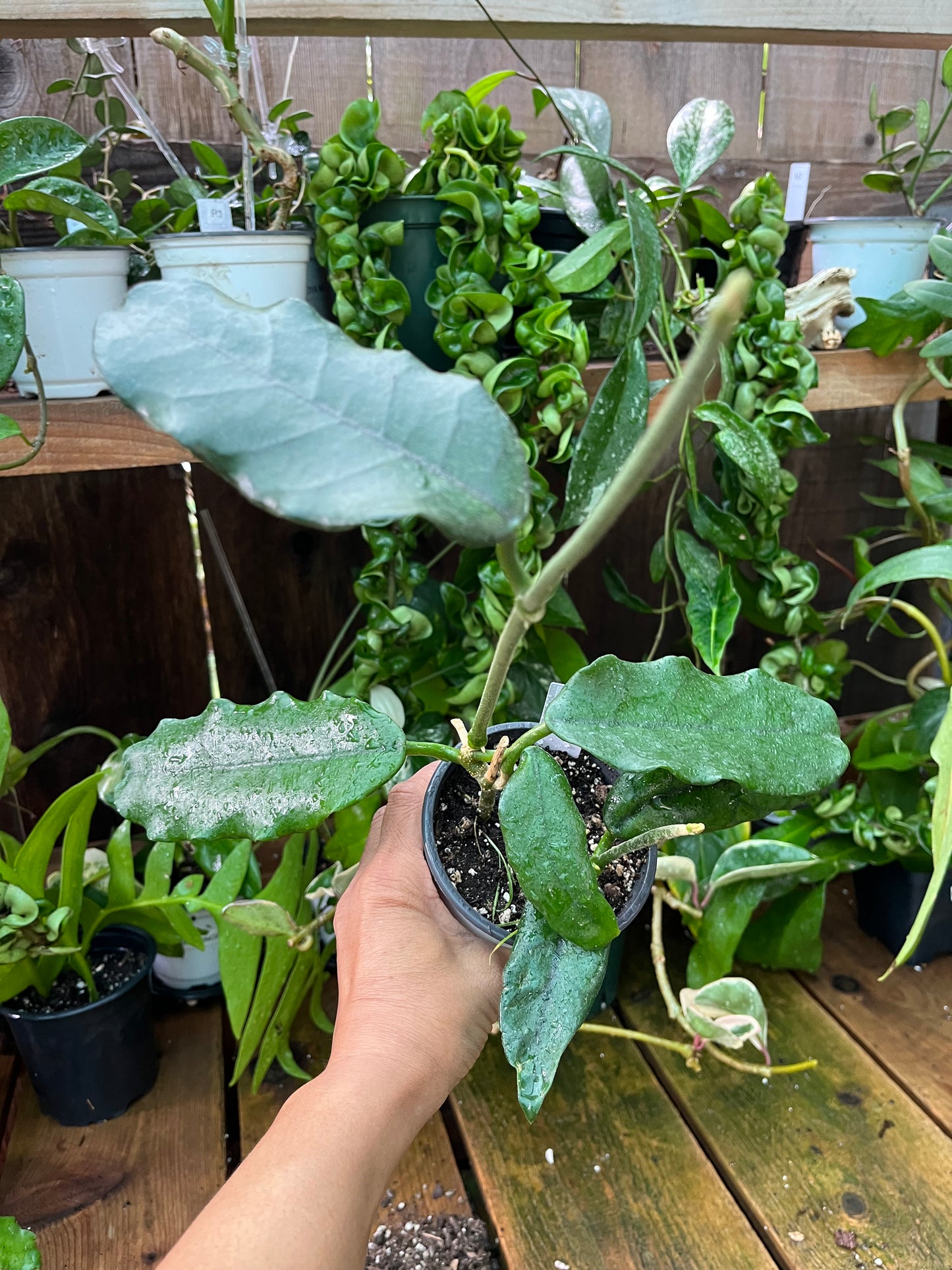 Hoya  Globulosa - 4” pot