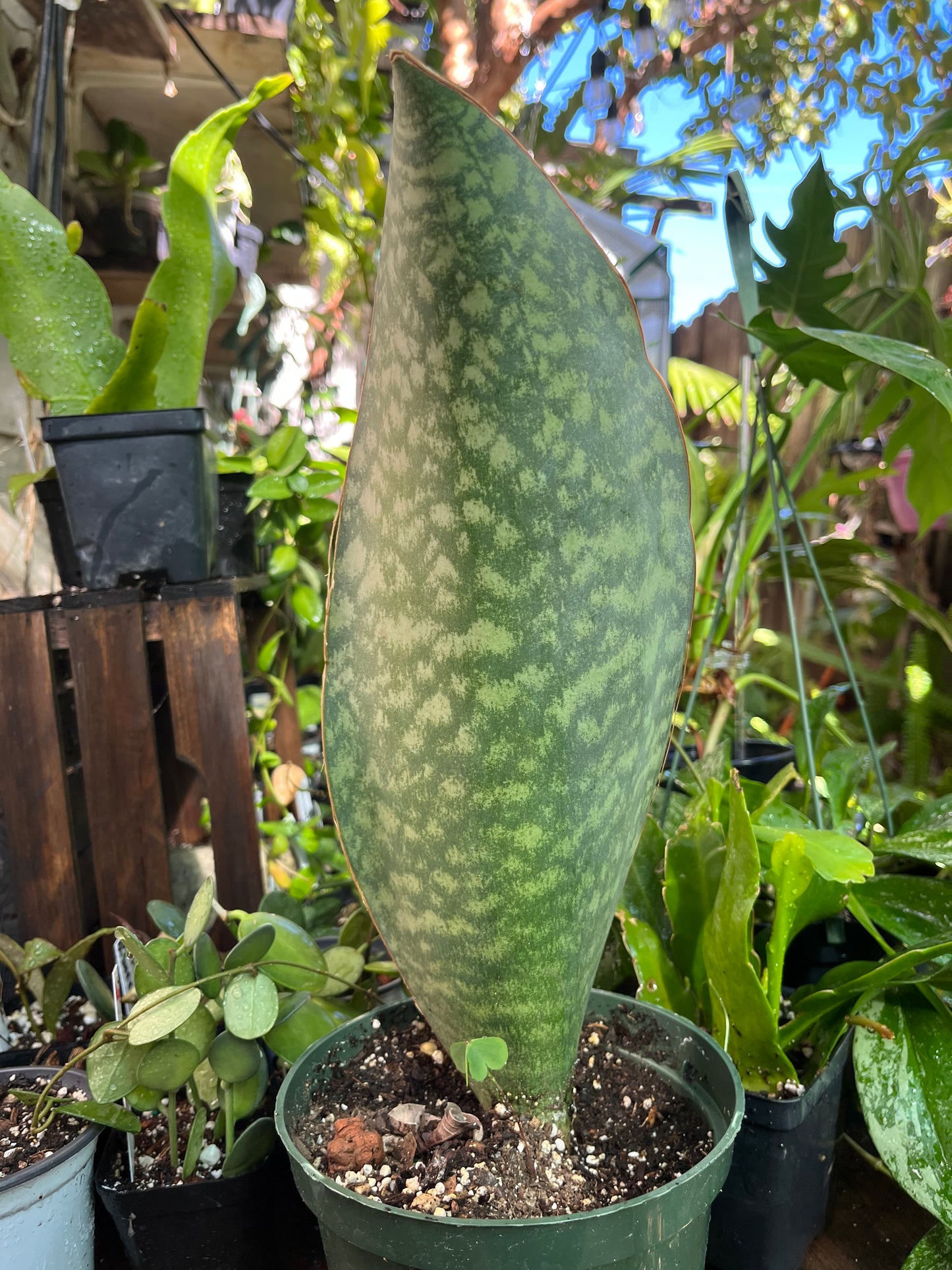 Whale Fin Sansevieria Plant -XL