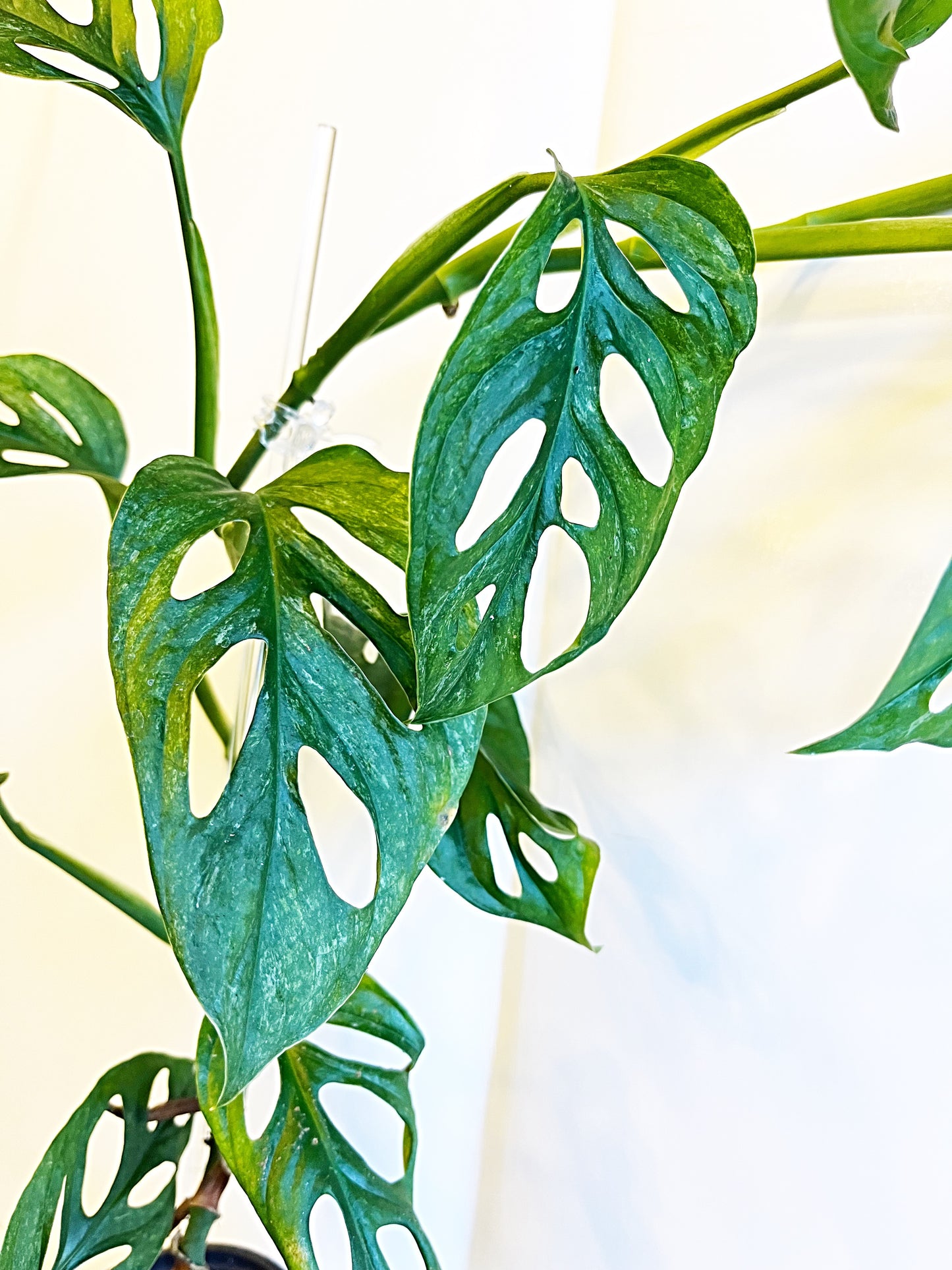 Monstera Adansonii Mint