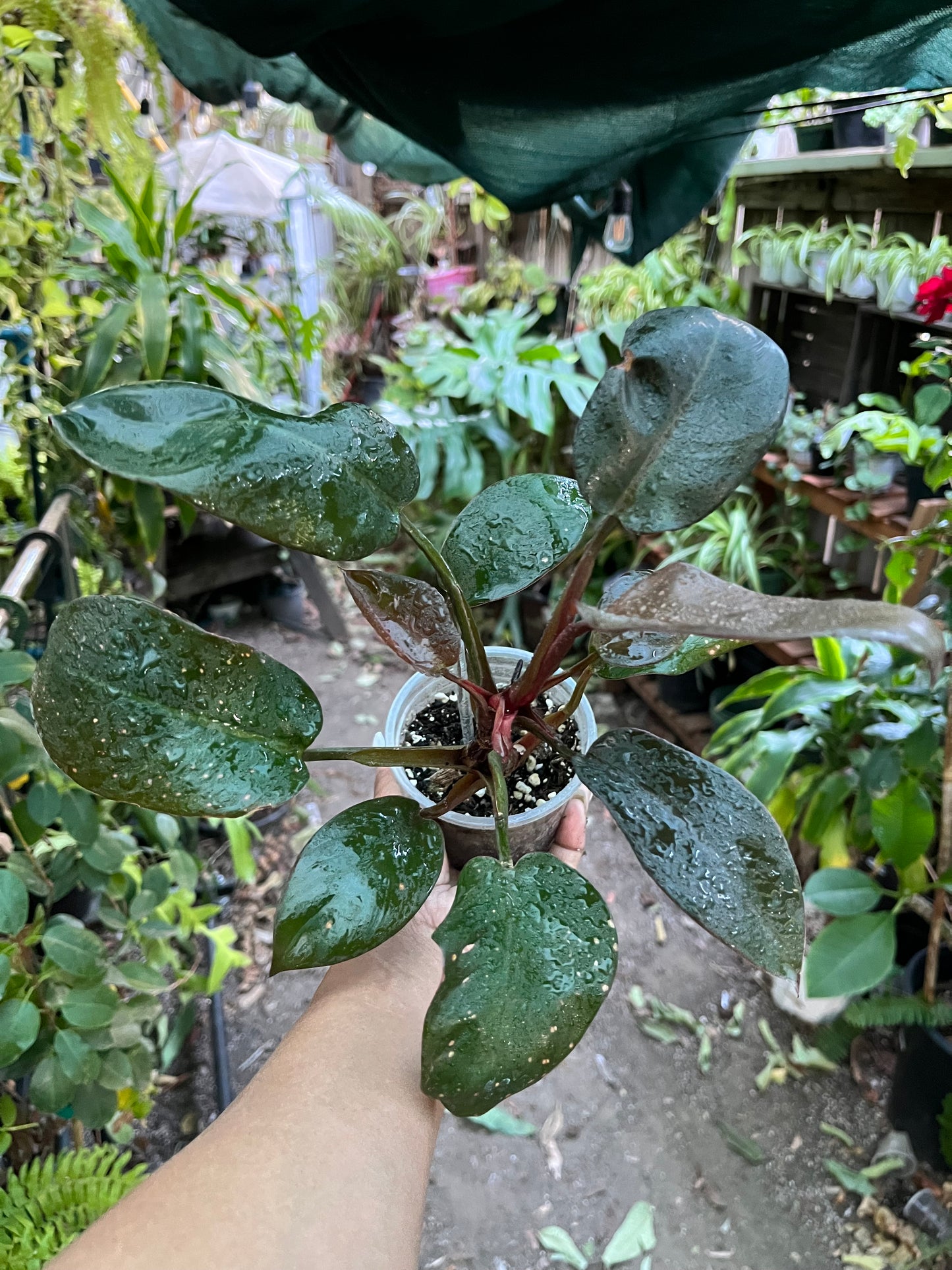 Philodendron Black Cardinal • 4” pot