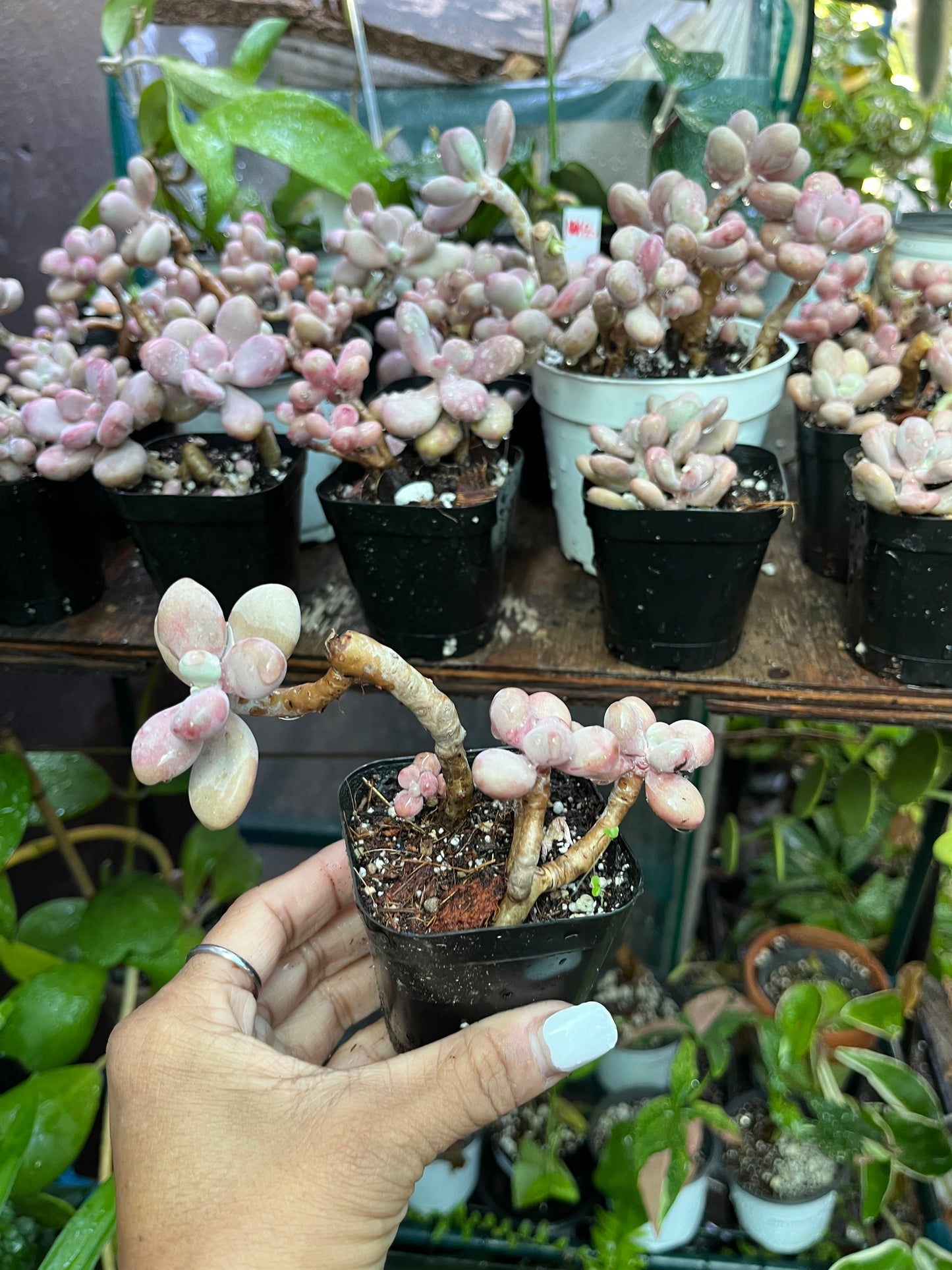 ** Pink Moonstone Succulents