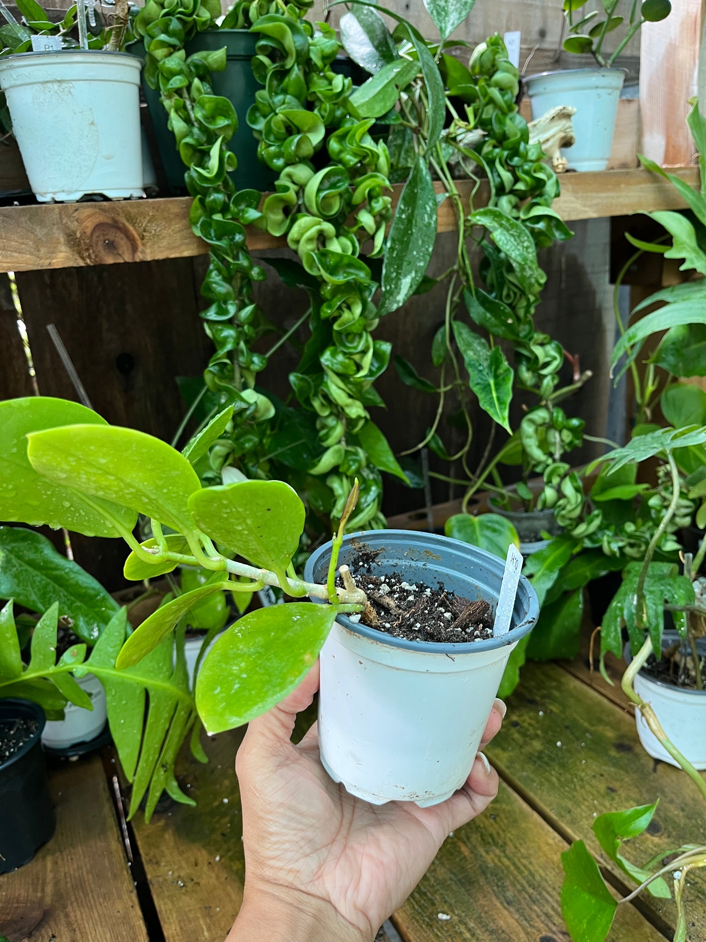 Hoya Pachylada -4” pot