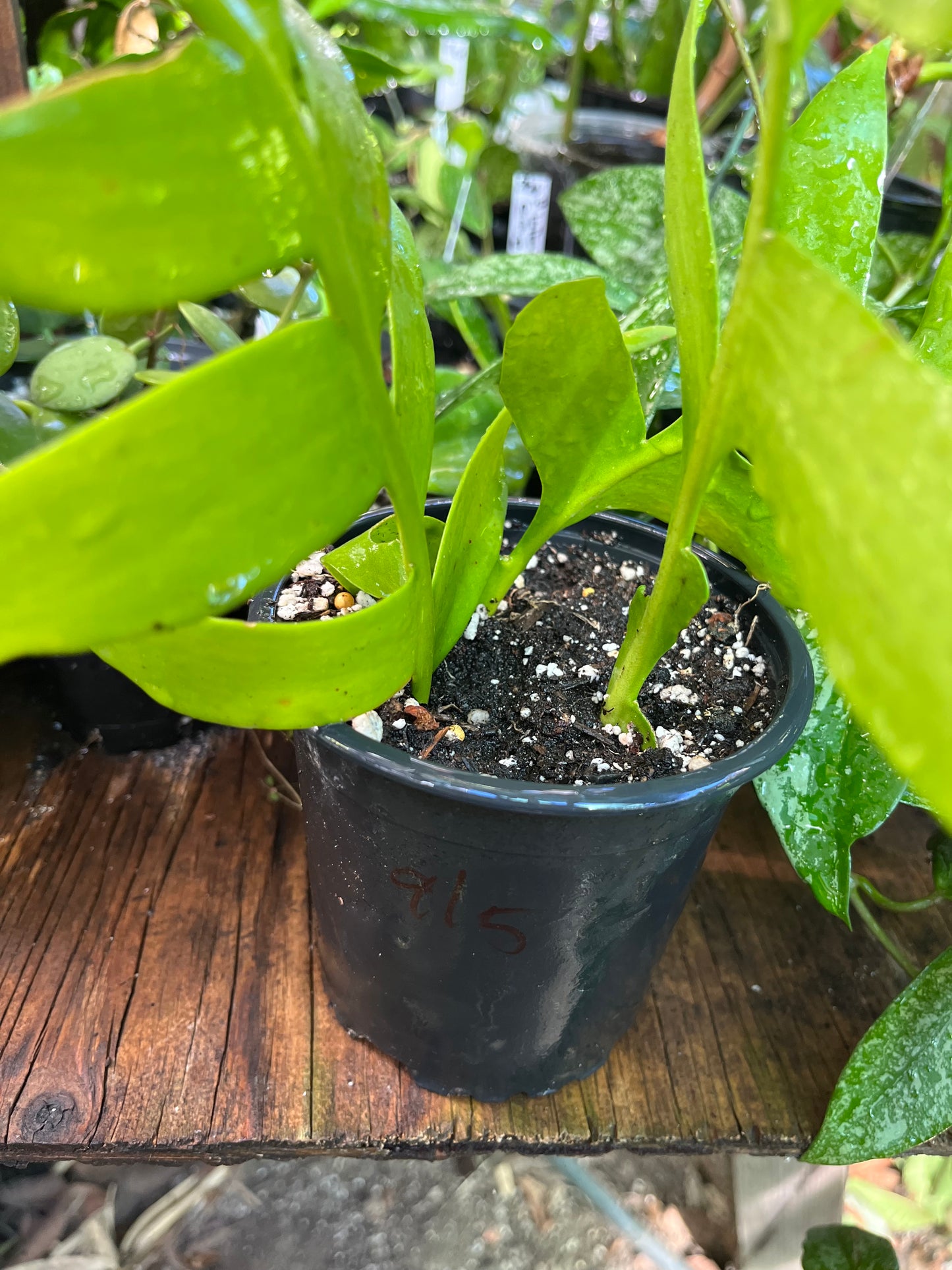 Fern Leaf Cactus - 4” pot