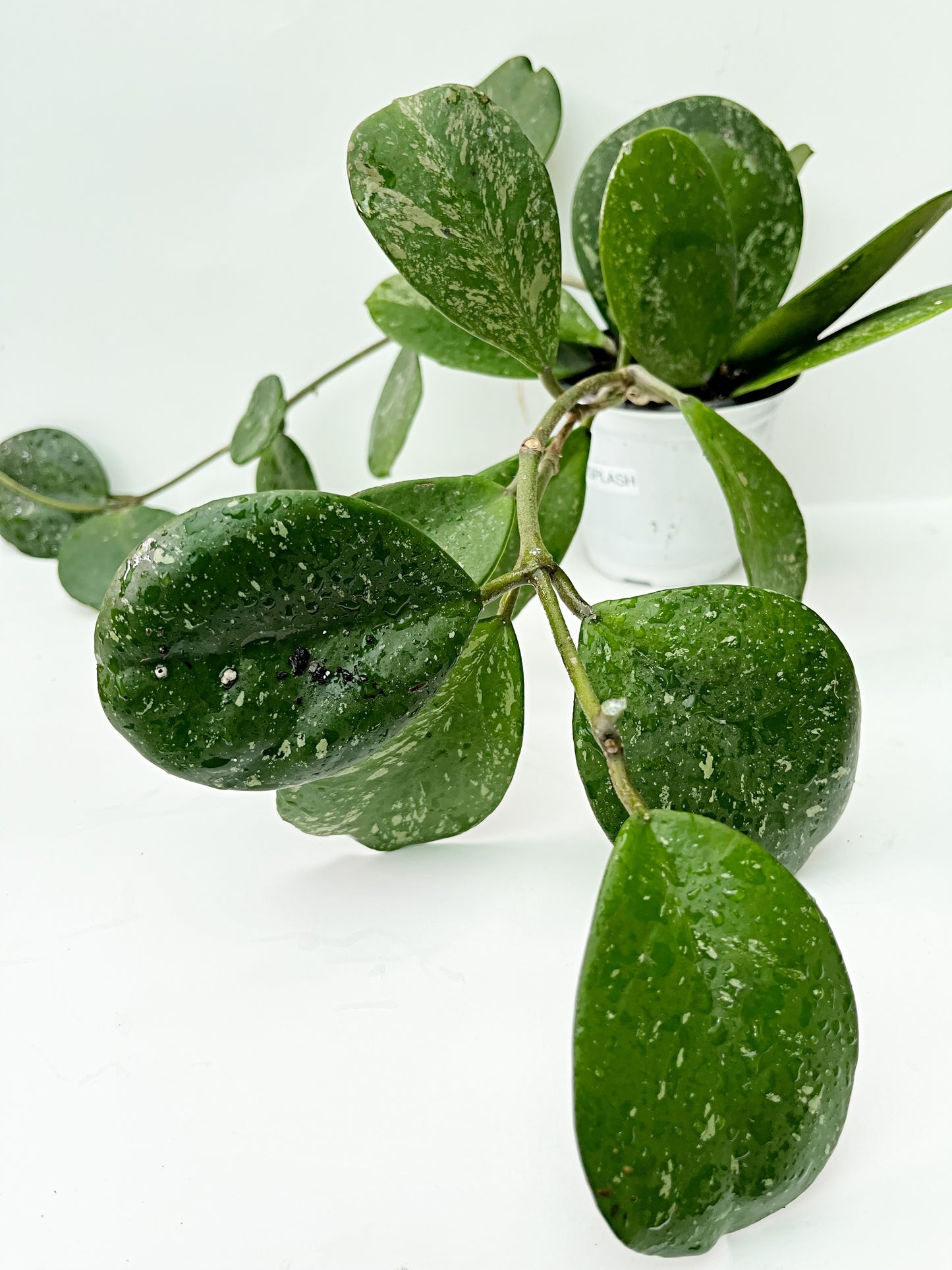 Hoya Obovata SPLASH| 4” pot |Rare | Exact Plant