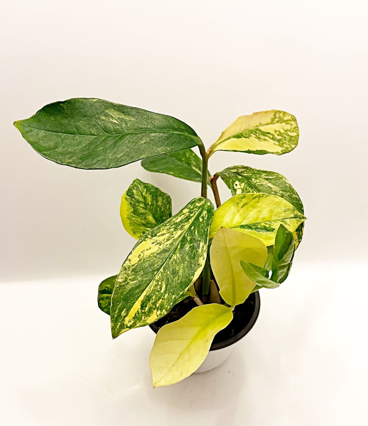 Variegated ZZ Plant|4” pot | Exact Plants| Rooted