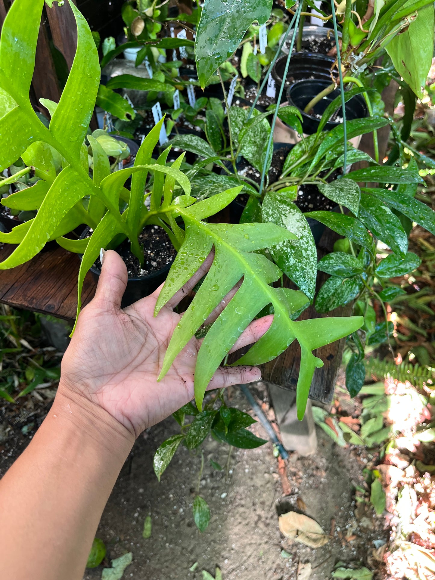 Fern Leaf Cactus - 4” pot