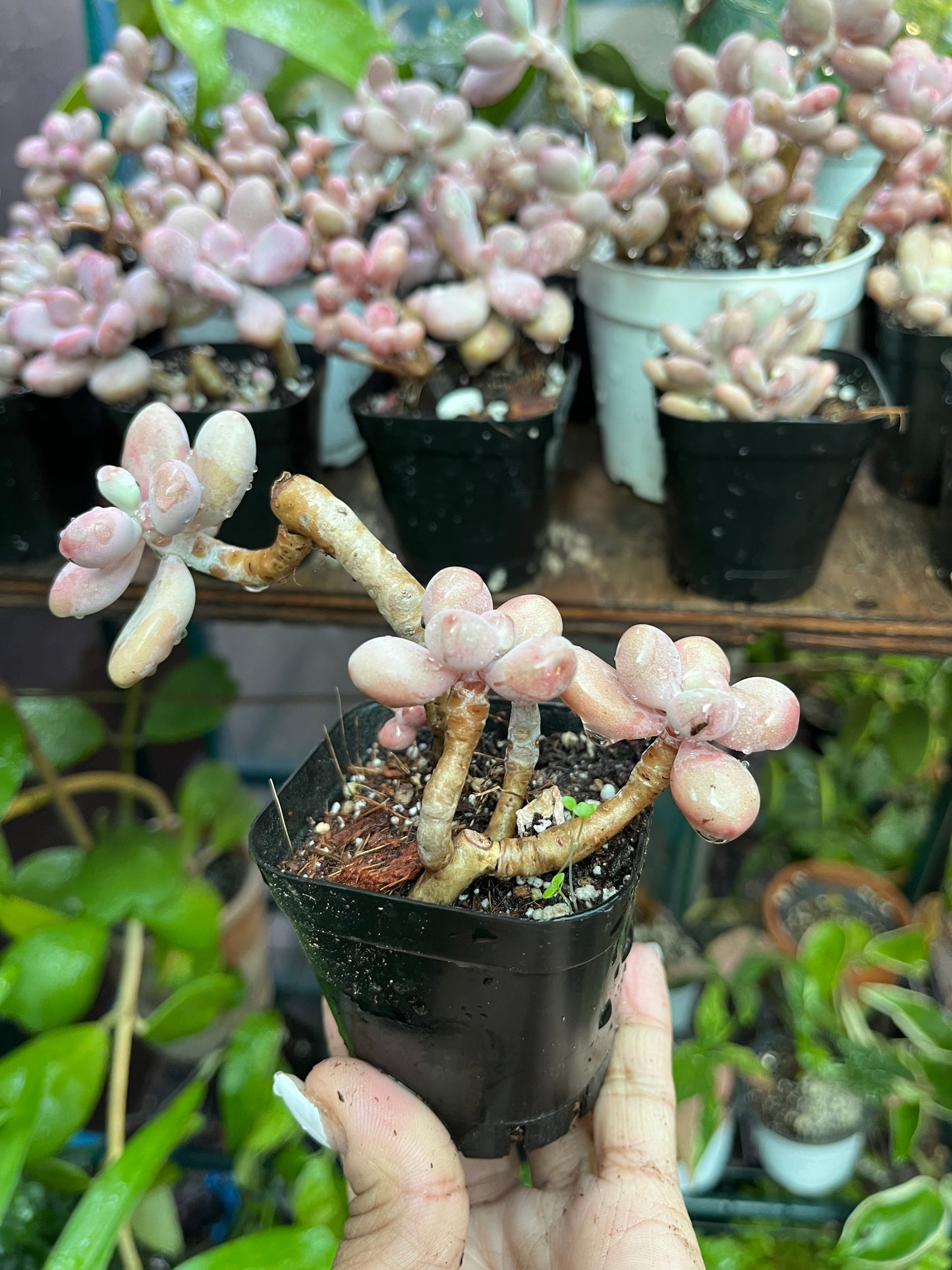 ** Pink Moonstone Succulents