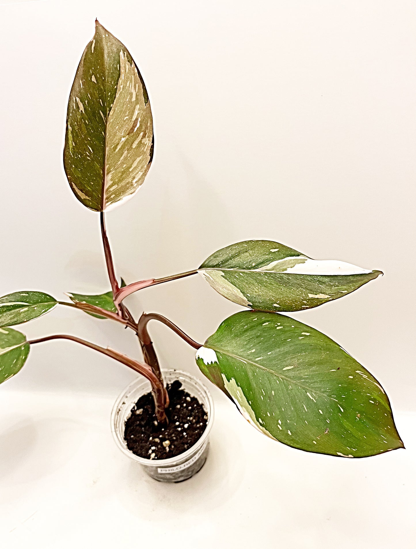 Philodendron Red Anderson  | 4” Pot| Exact Plant