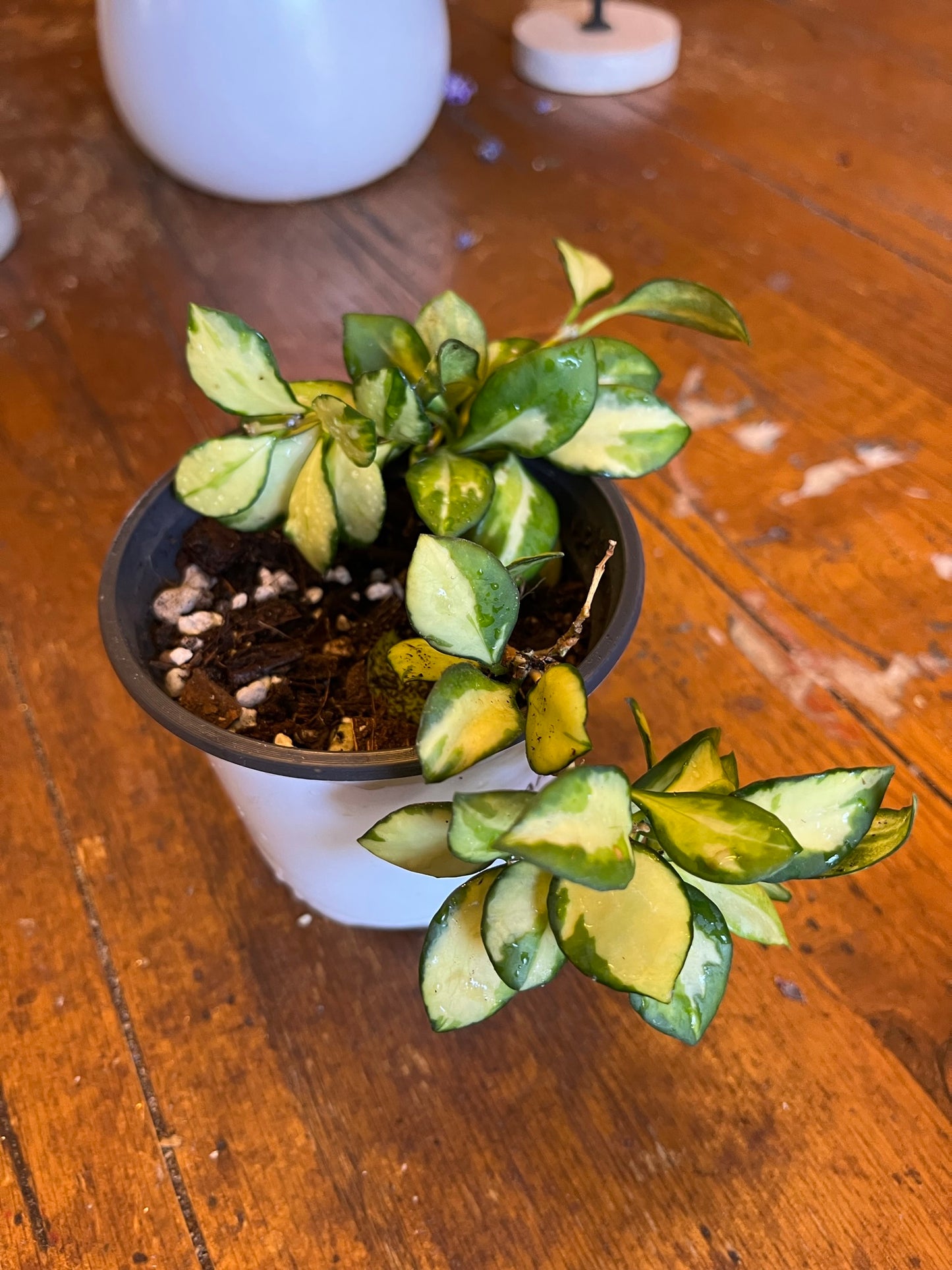 Hoya Heuschkeliana Variegata | Exact Well Rooted Plant