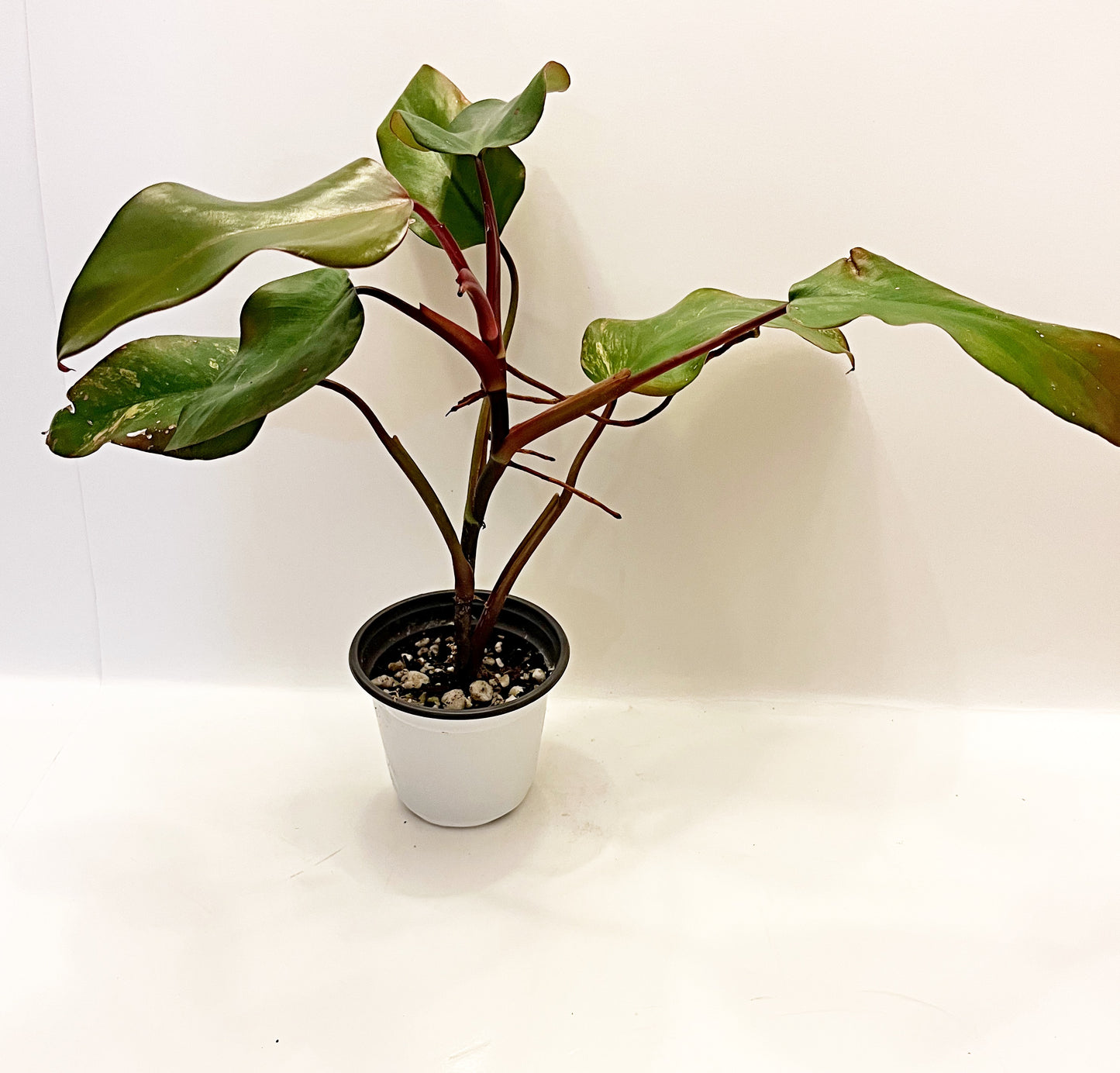 Strawberry Shake Philodendron | Exact Plant