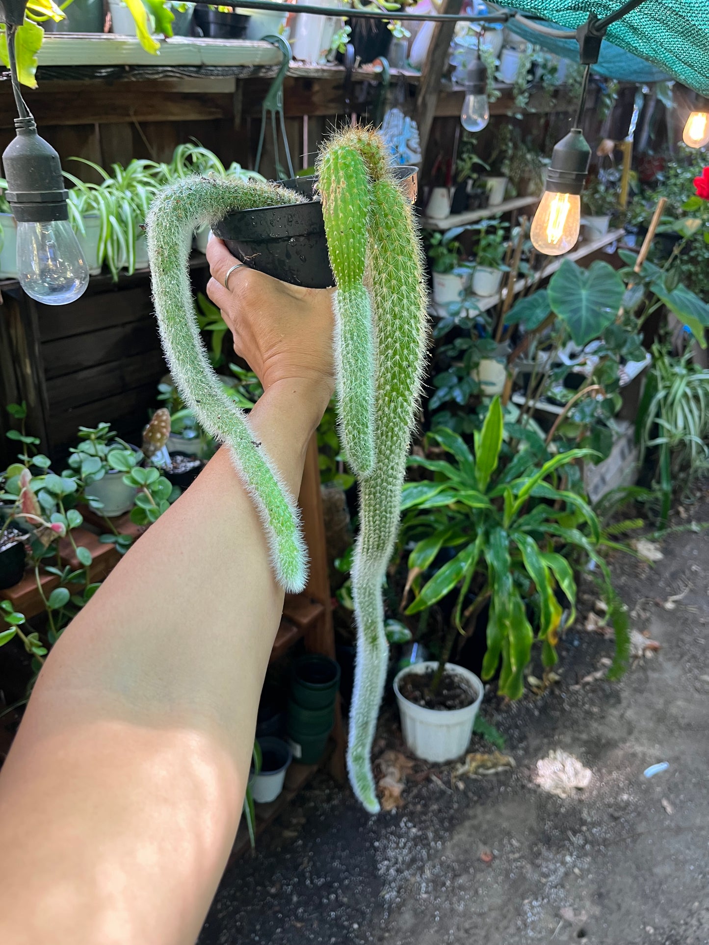 Monkey Tail Cactus - 8” pot