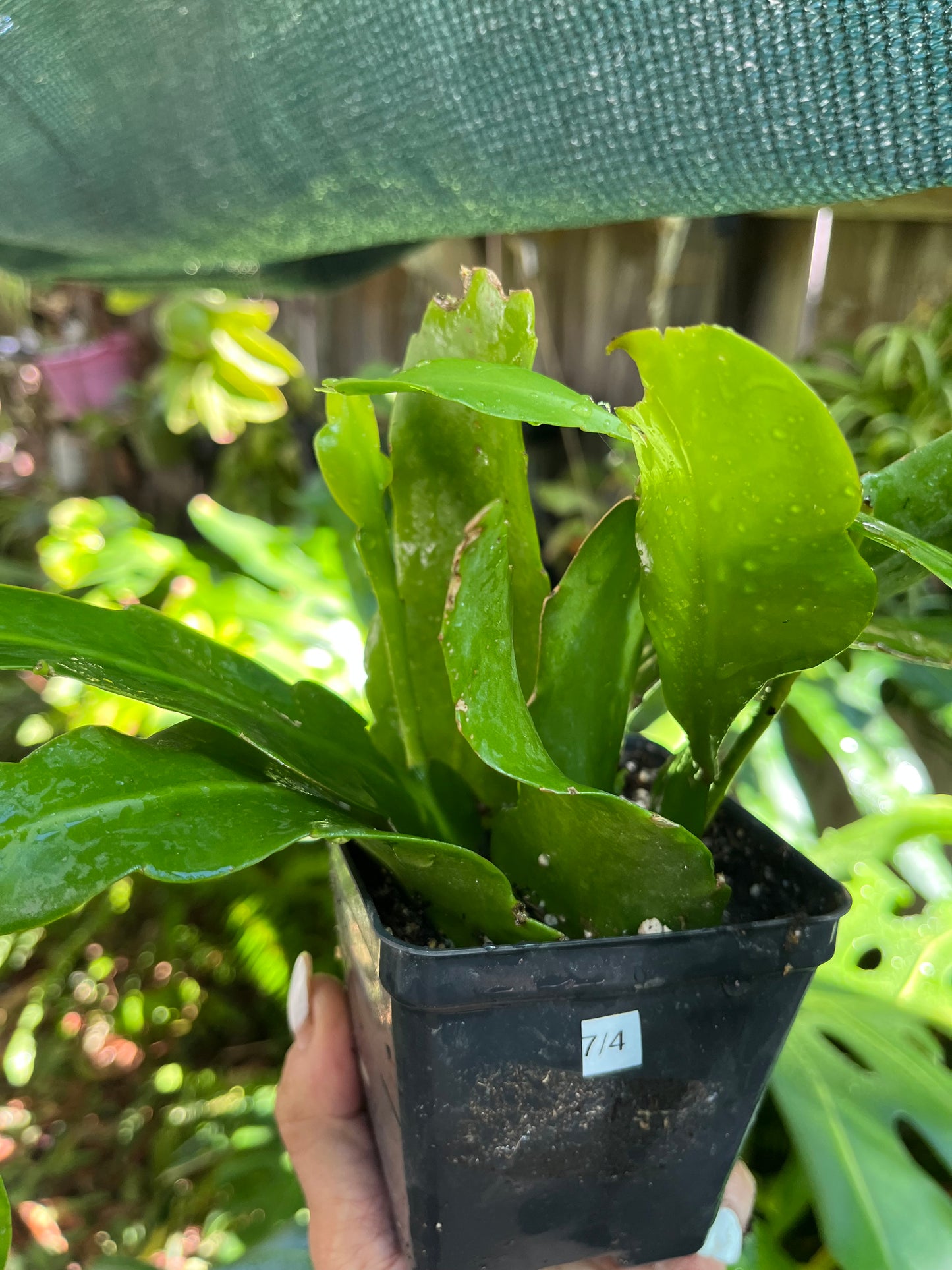 EPIPHYLLUM Orchid Cactus ‘Queen of the Night’ | 4” Pot | Exact Plant