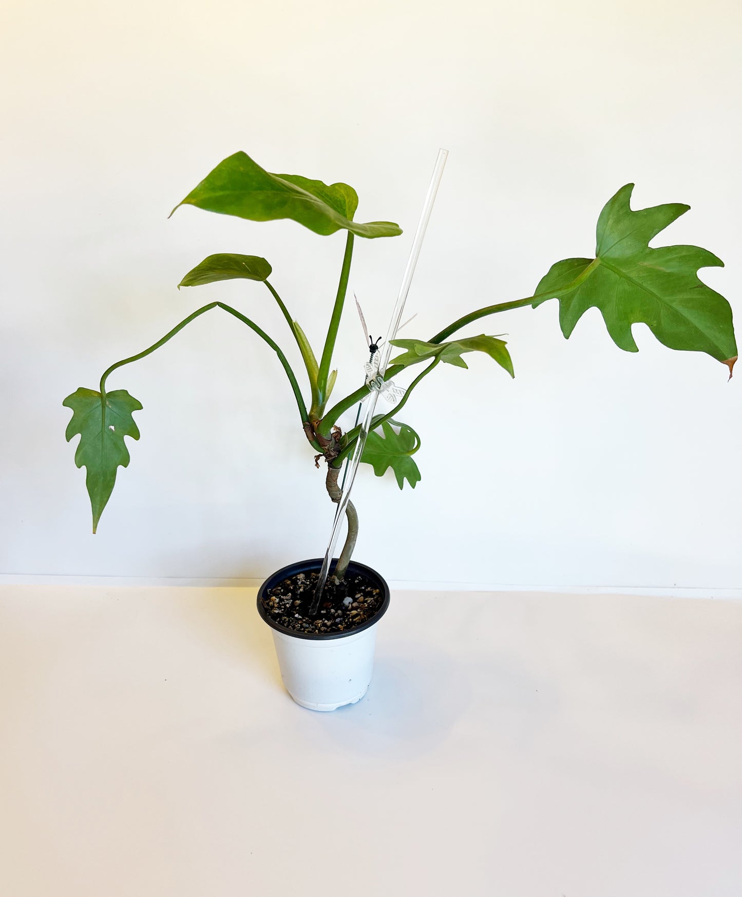 Philodendron Radiatum | Exact Plant