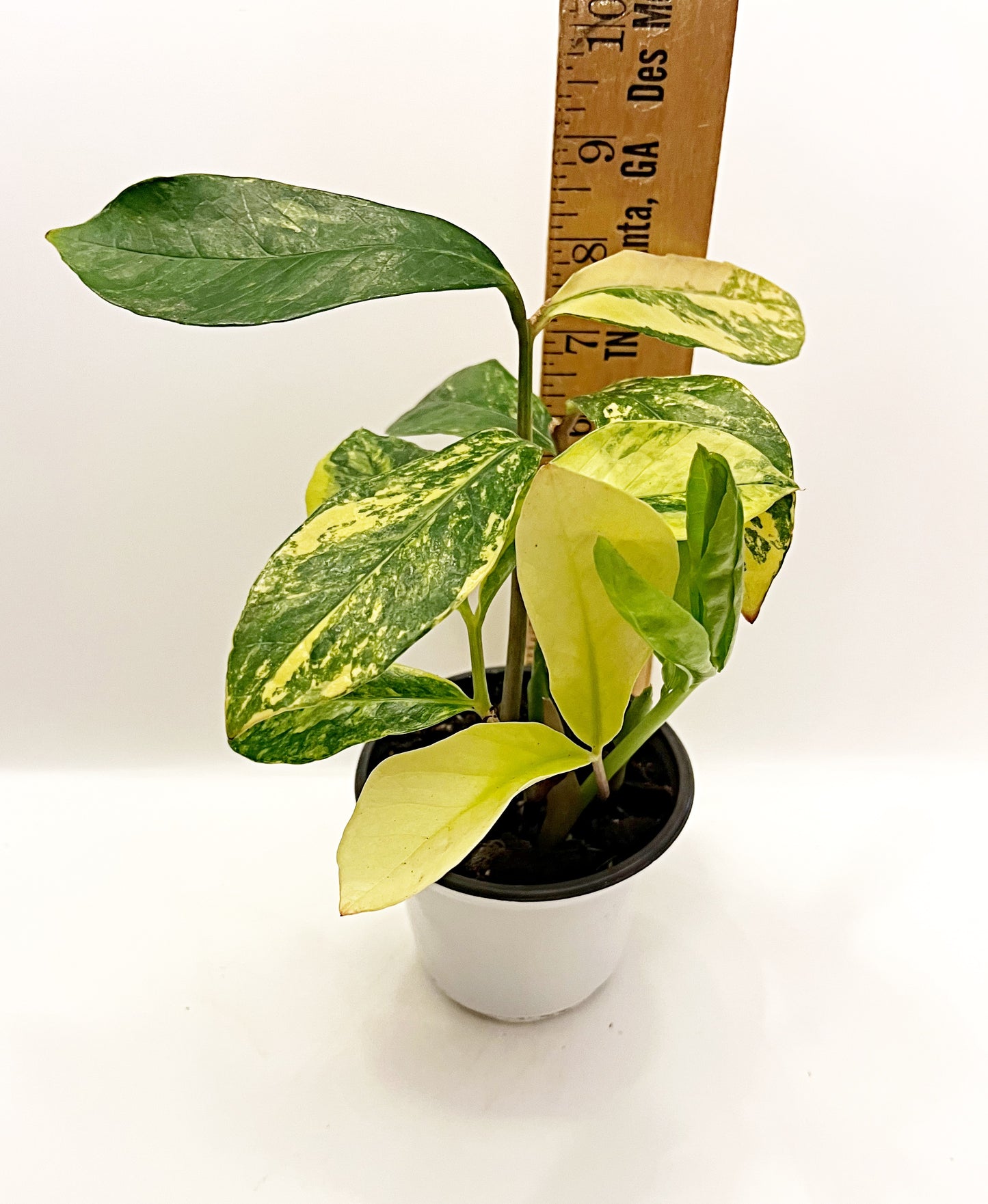 Variegated ZZ Plant|4” pot | Exact Plants| Rooted