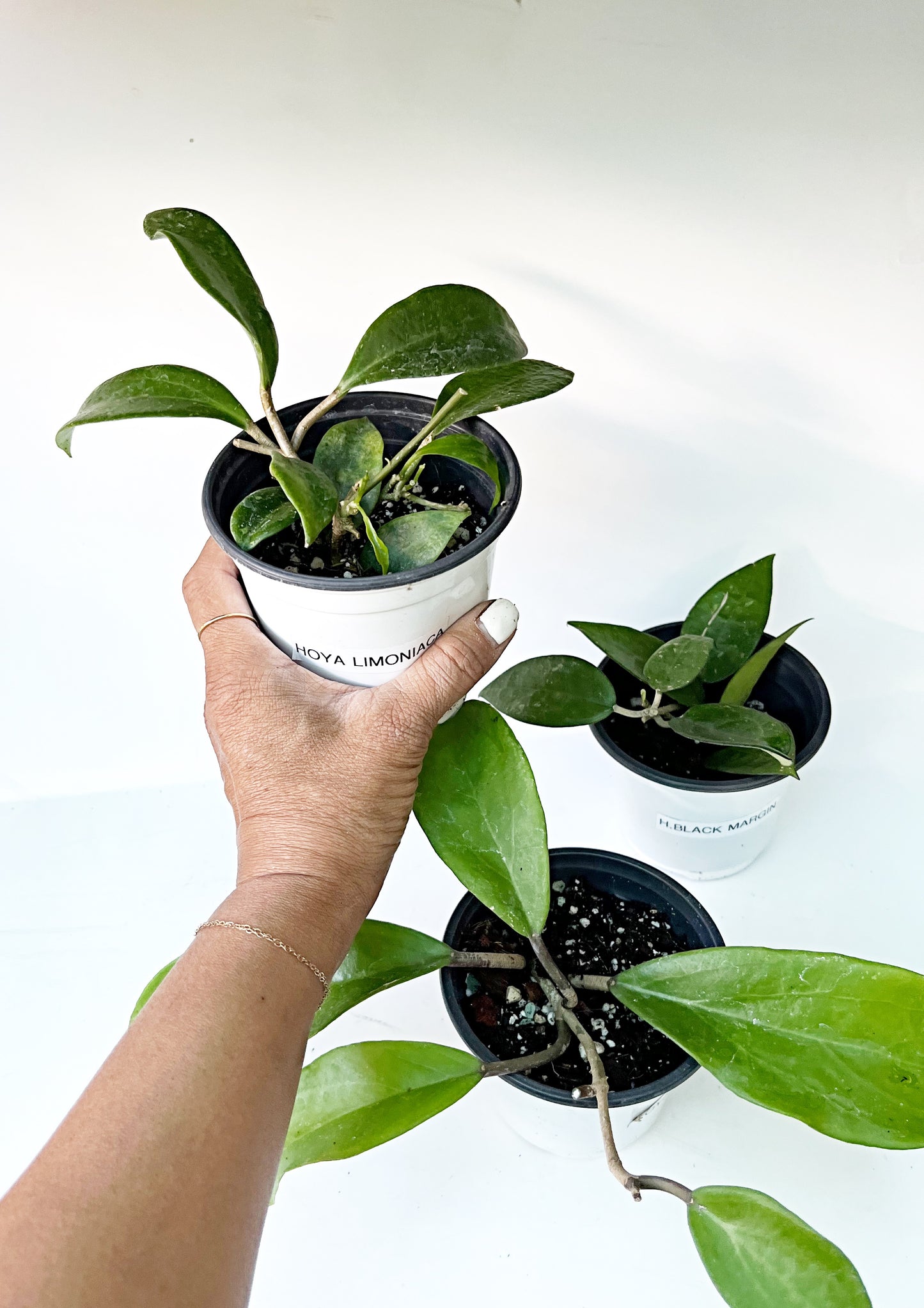 HOYA Bundle - Hoya Limoniaca, Hoya Black Margin, Hoya cv dr Ibok   | Exact Plants