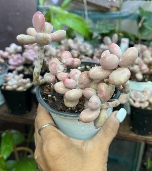 ** Pink Moonstone Succulents - 4” pot