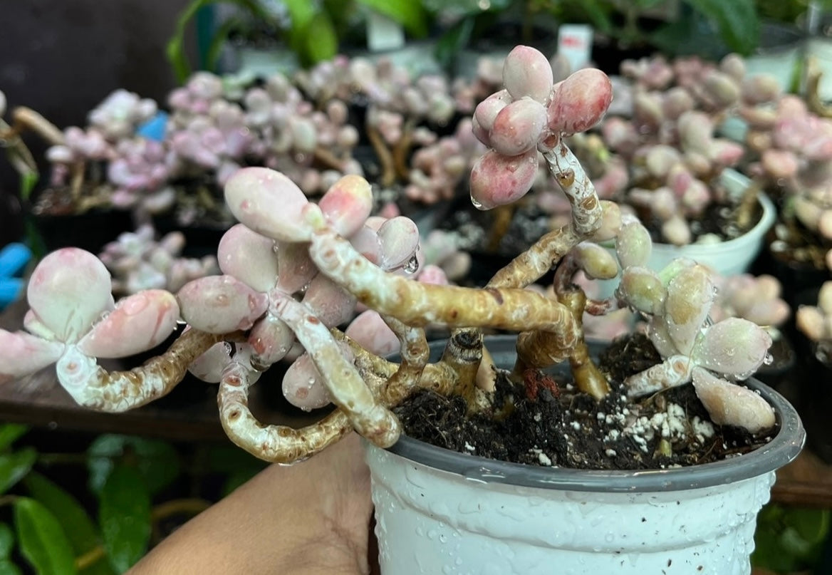 ** Pink Moonstone Succulents - 4” pot