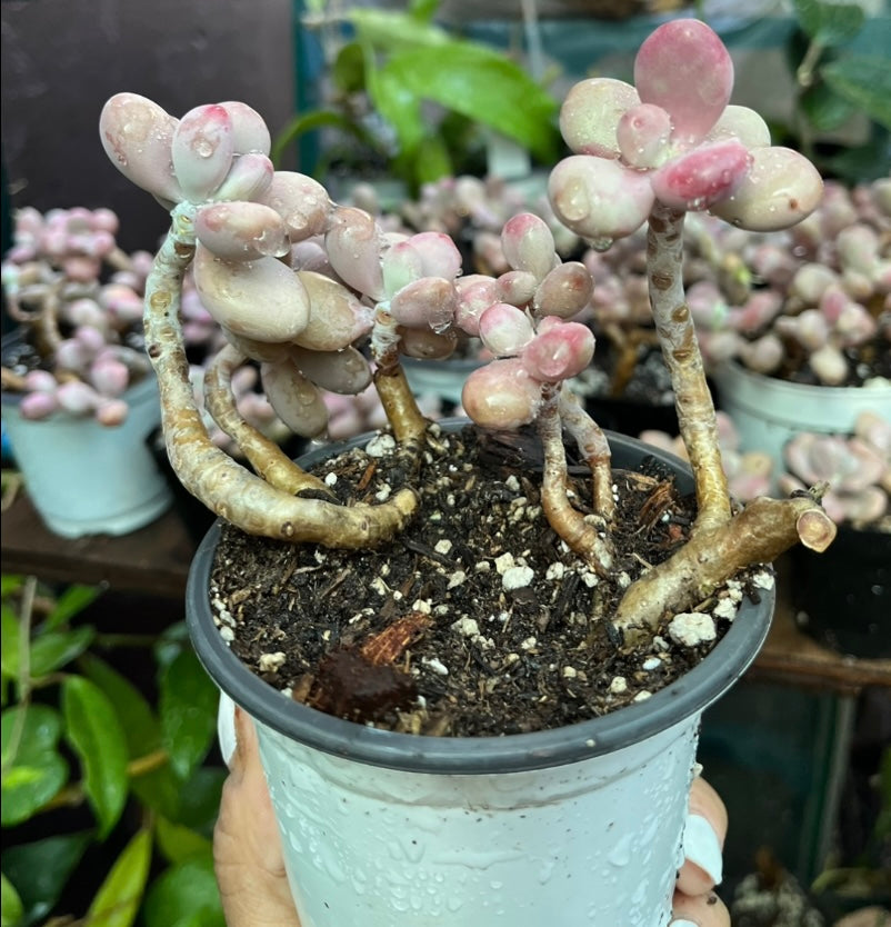 ** Pink Moonstone Succulents - 4” pot