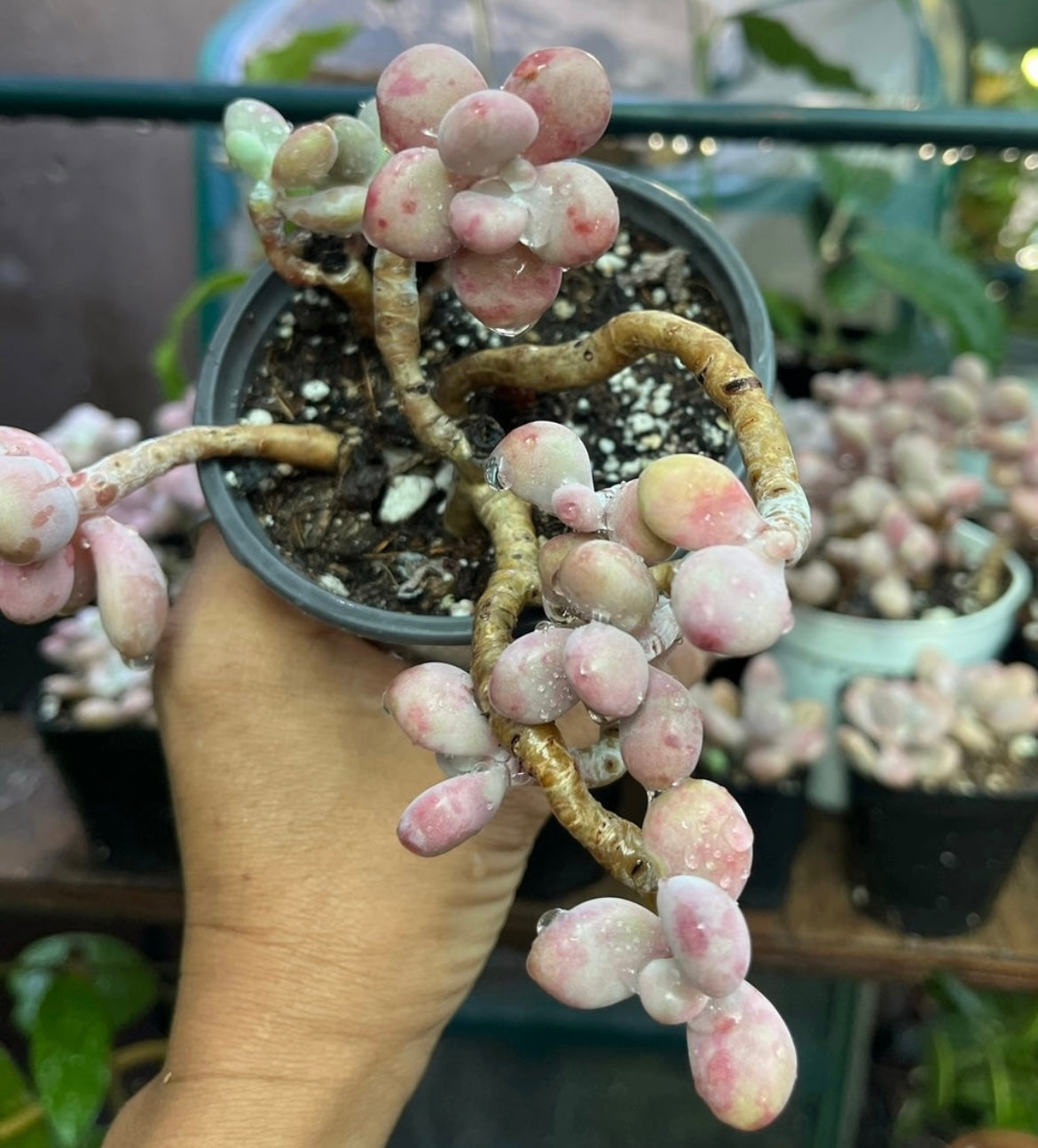 ** Pink Moonstone Succulents - 4” pot