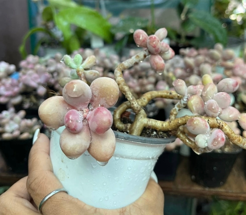 ** Pink Moonstone Succulents - 4” pot