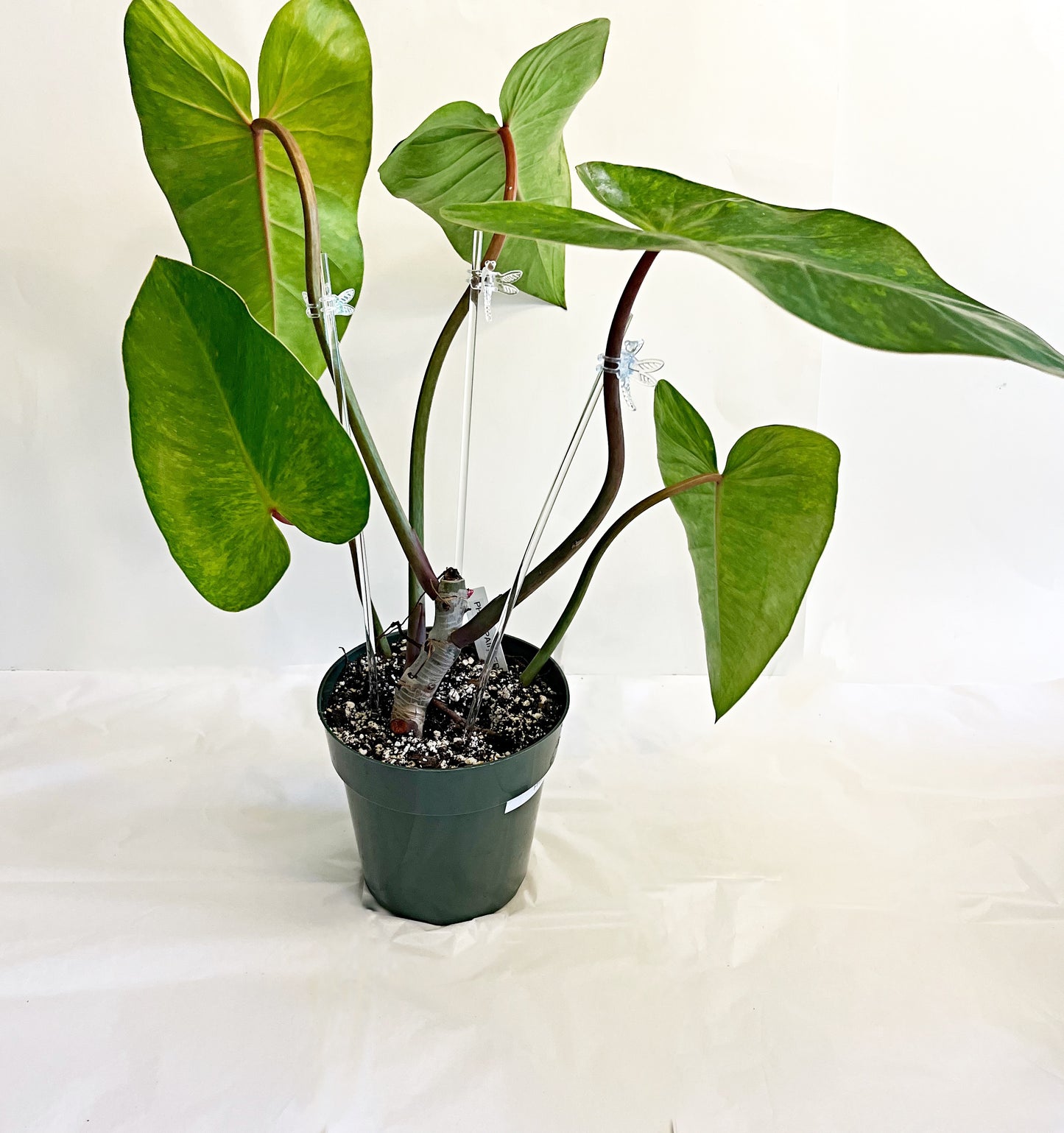 LG. Philodendron Painted Lady | 6” Pot| Exact Plant