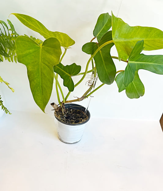 Philodendron Green Dragon | 4” Pot| Exact Plant