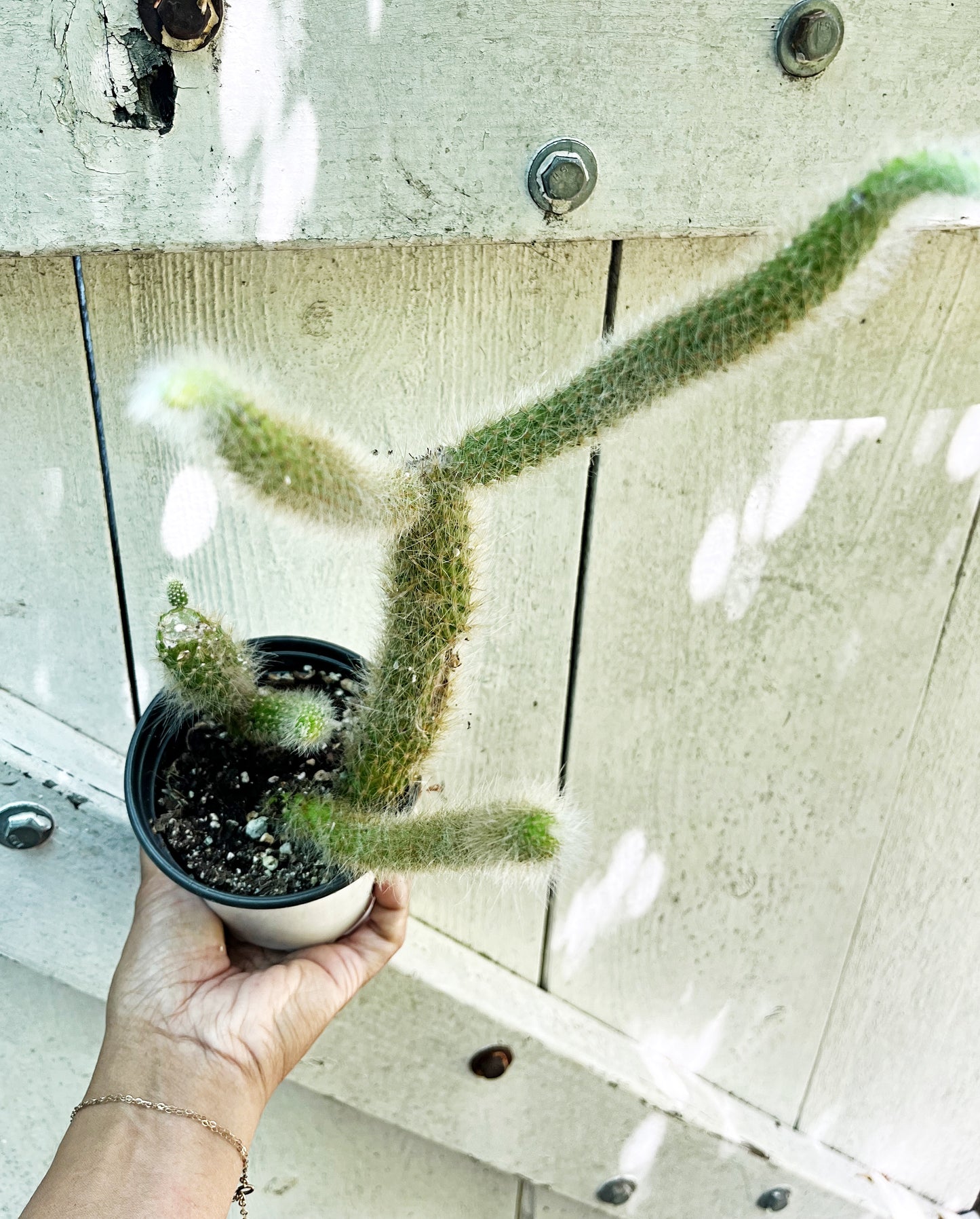 Monkey Tail Cactus | Exact Plant