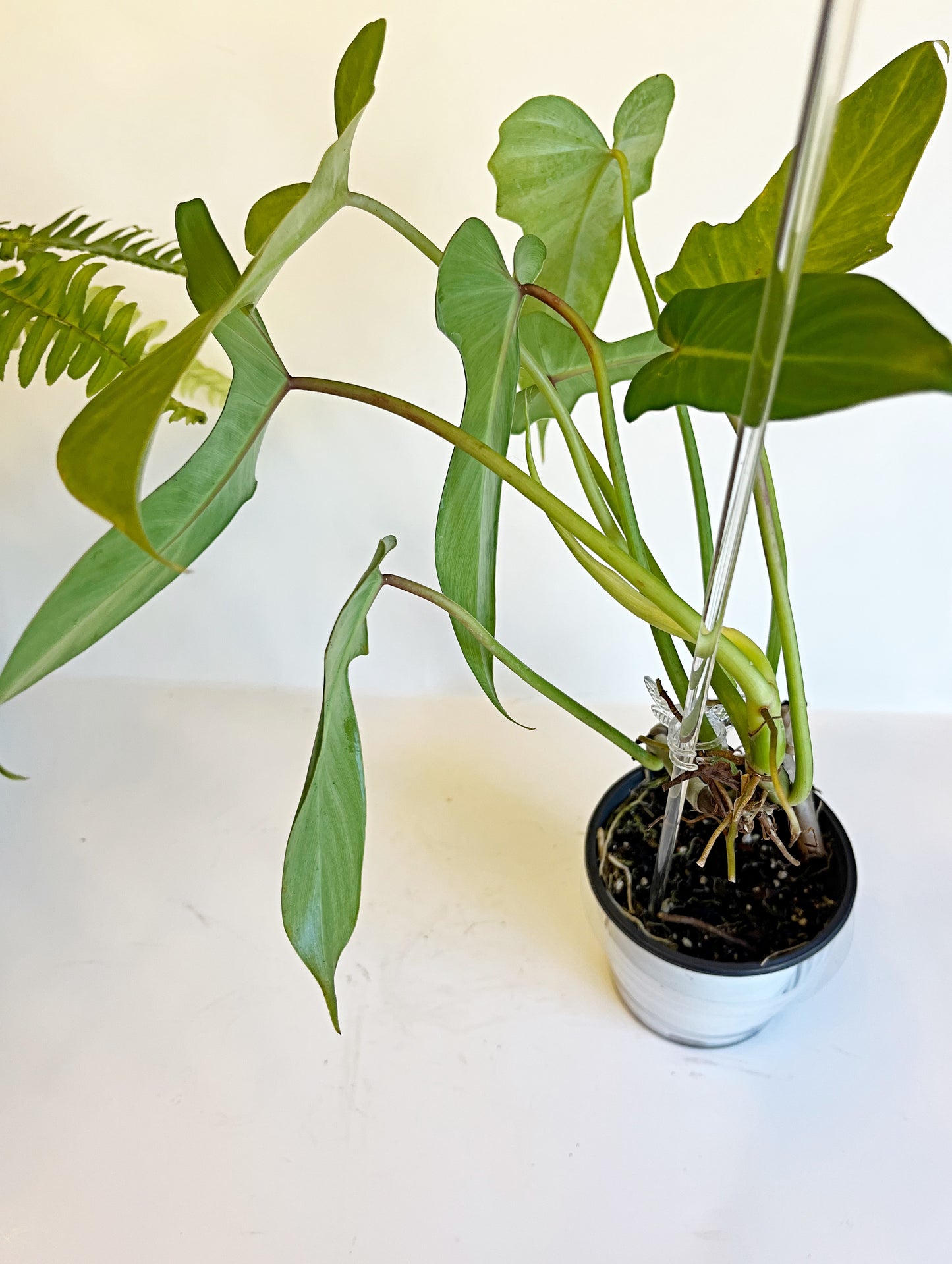 Philodendron Green Dragon | 4” Pot| Exact Plant