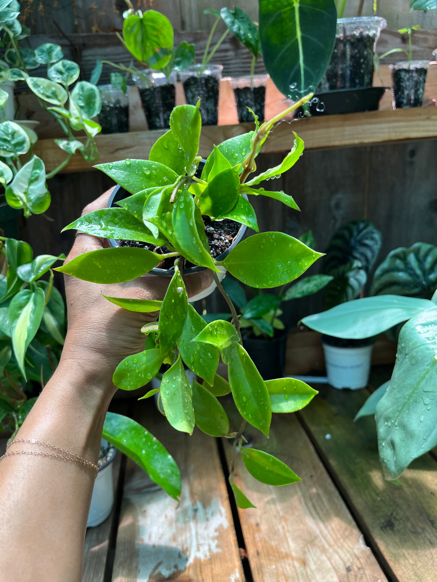 Hoya Sunrise | Exact Plant