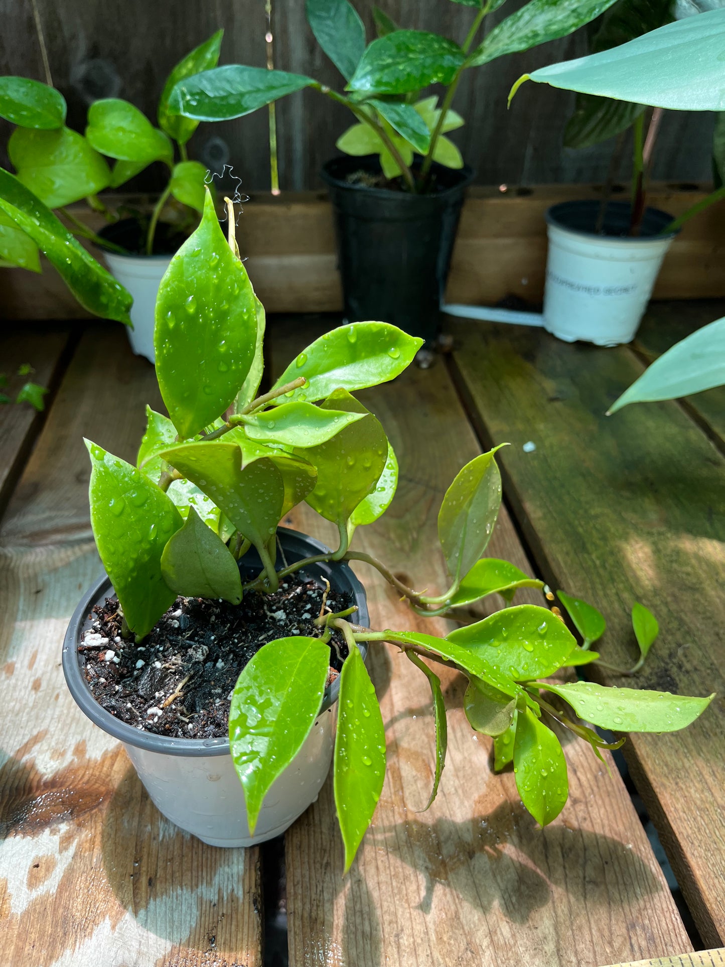 Hoya Sunrise | Exact Plant